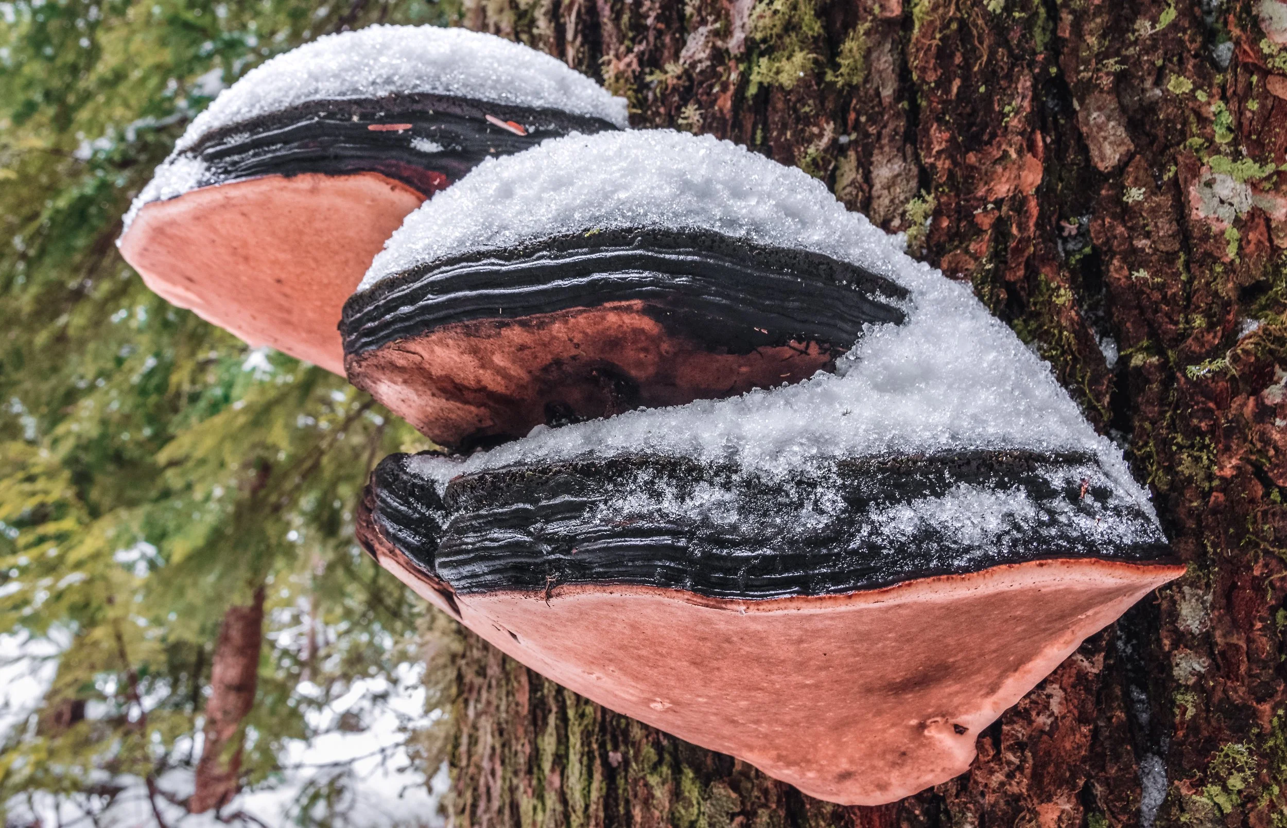 Snow Capped Turkey Tail LS.jpg