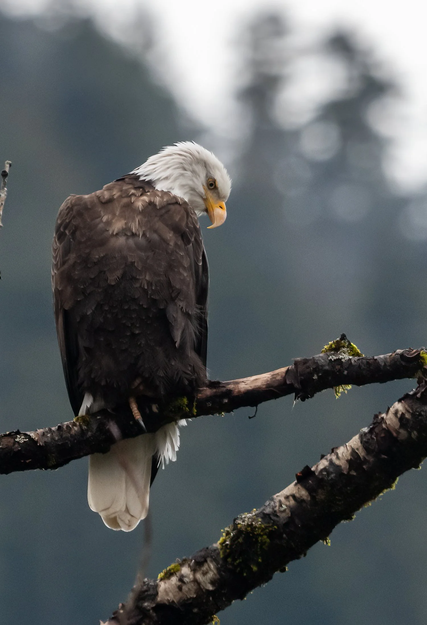 Skykomish River Bald Eagle PT CU.jpg