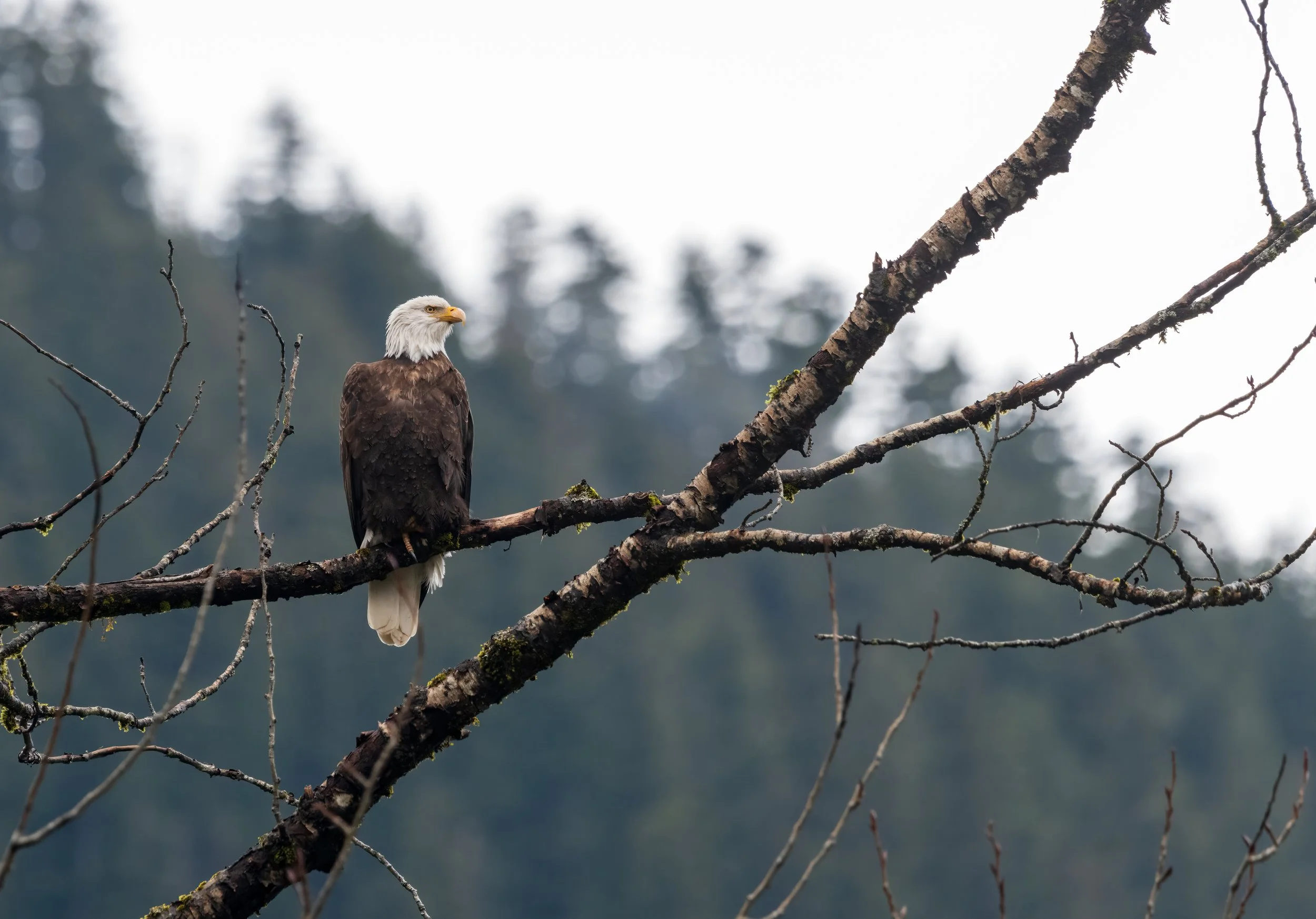Skykomish River Bald Eagle.jpg