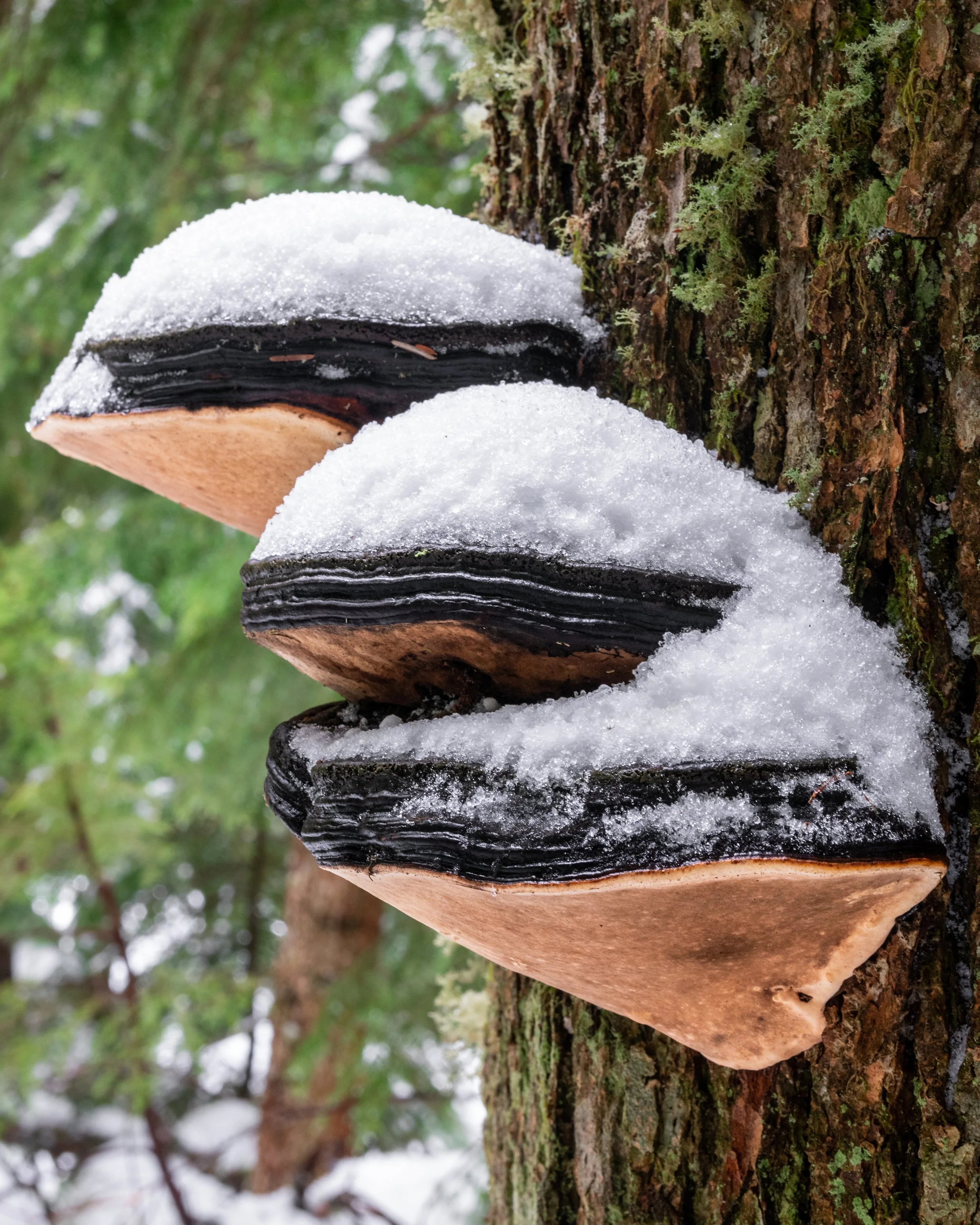 Snow Capped Turkey Tail.jpg