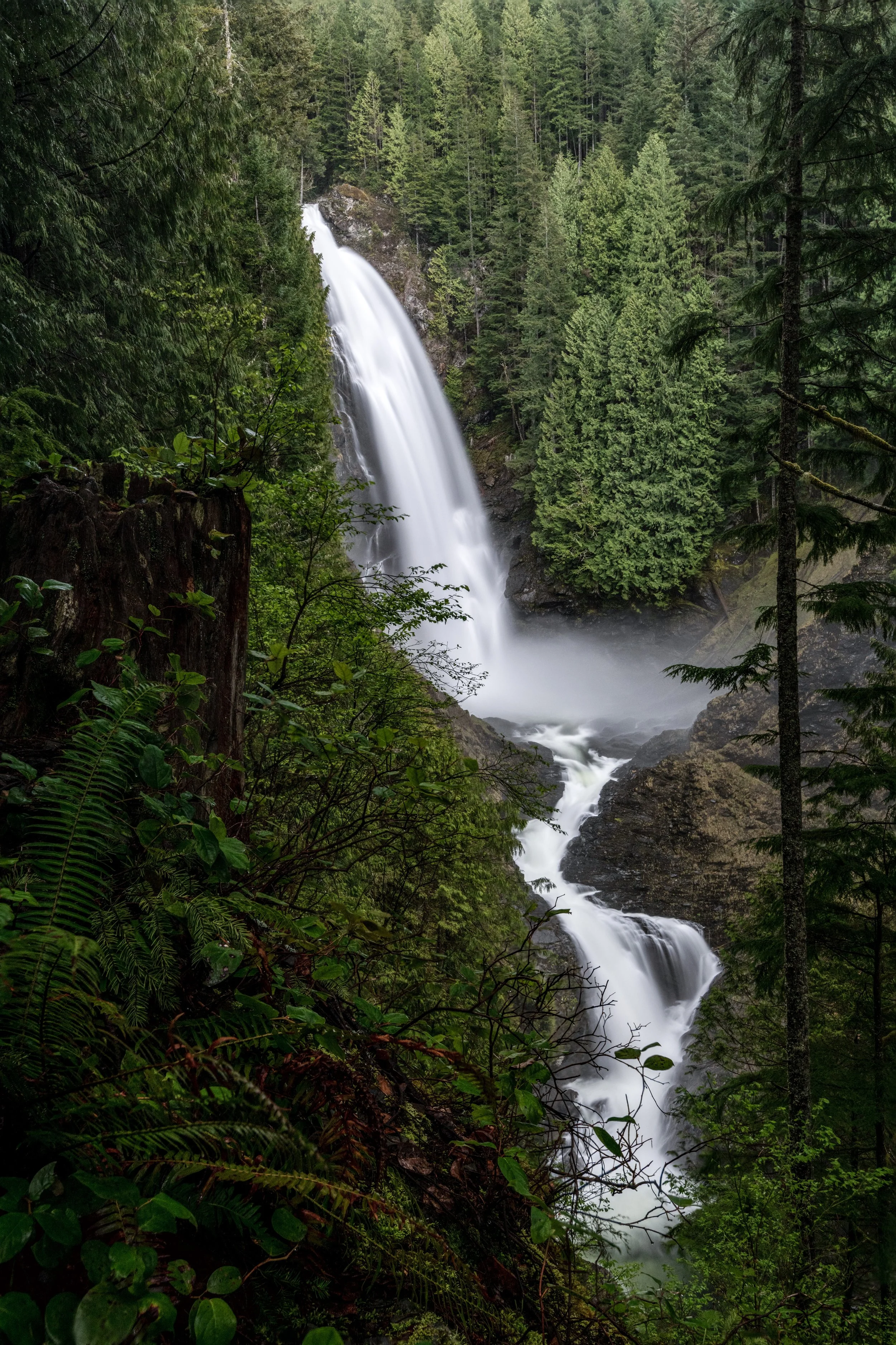 Wallace Falls Stump 2.jpg