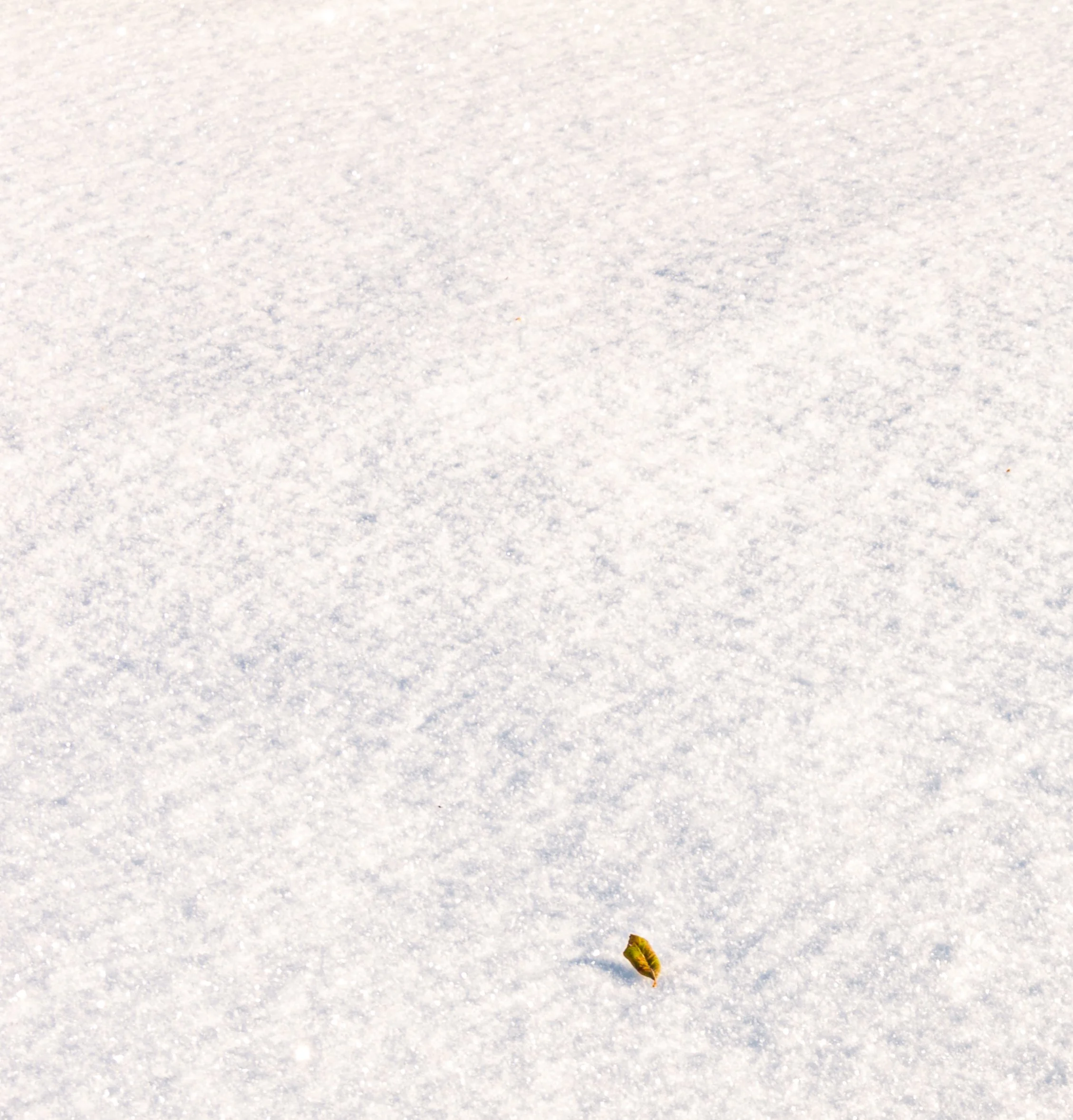 Leaf on Snow.jpg