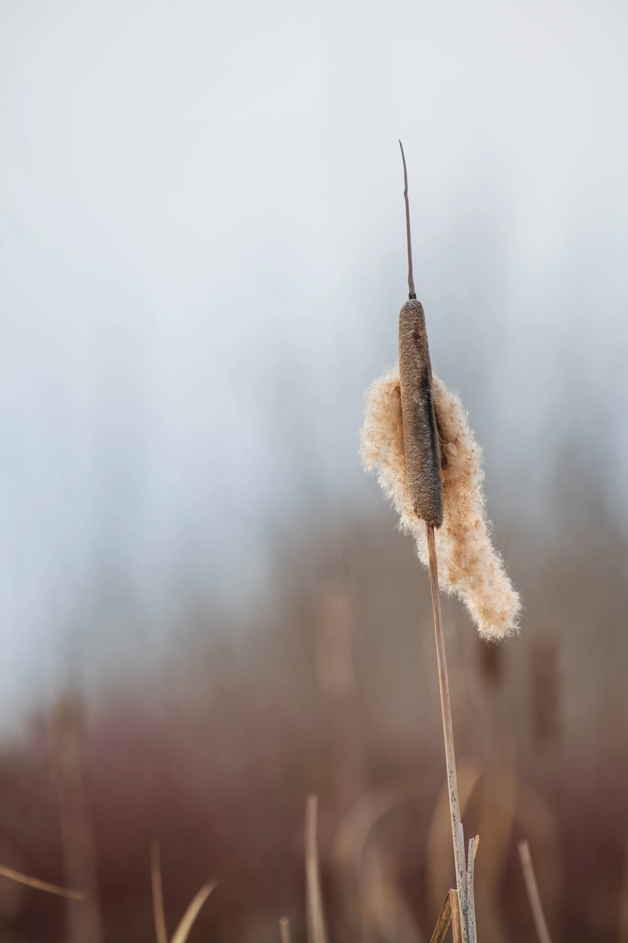 Nature's Forbidden Corndog