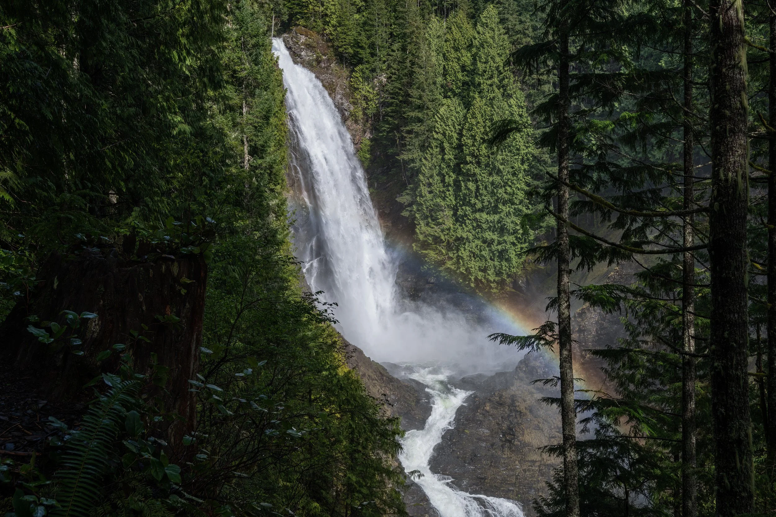 Wallace Falls Wide Stump 1-1.jpg