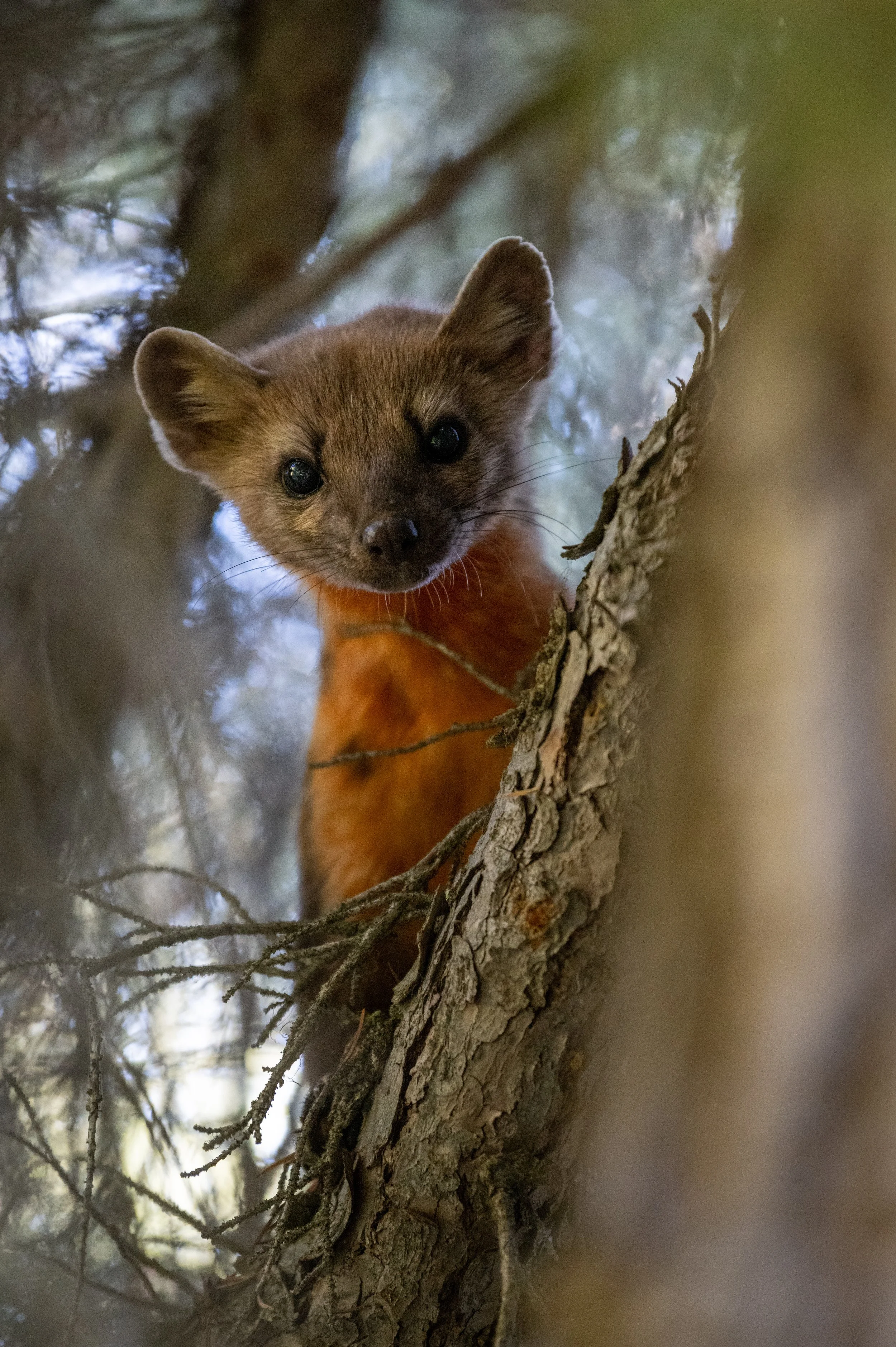 Pine Marten.jpg