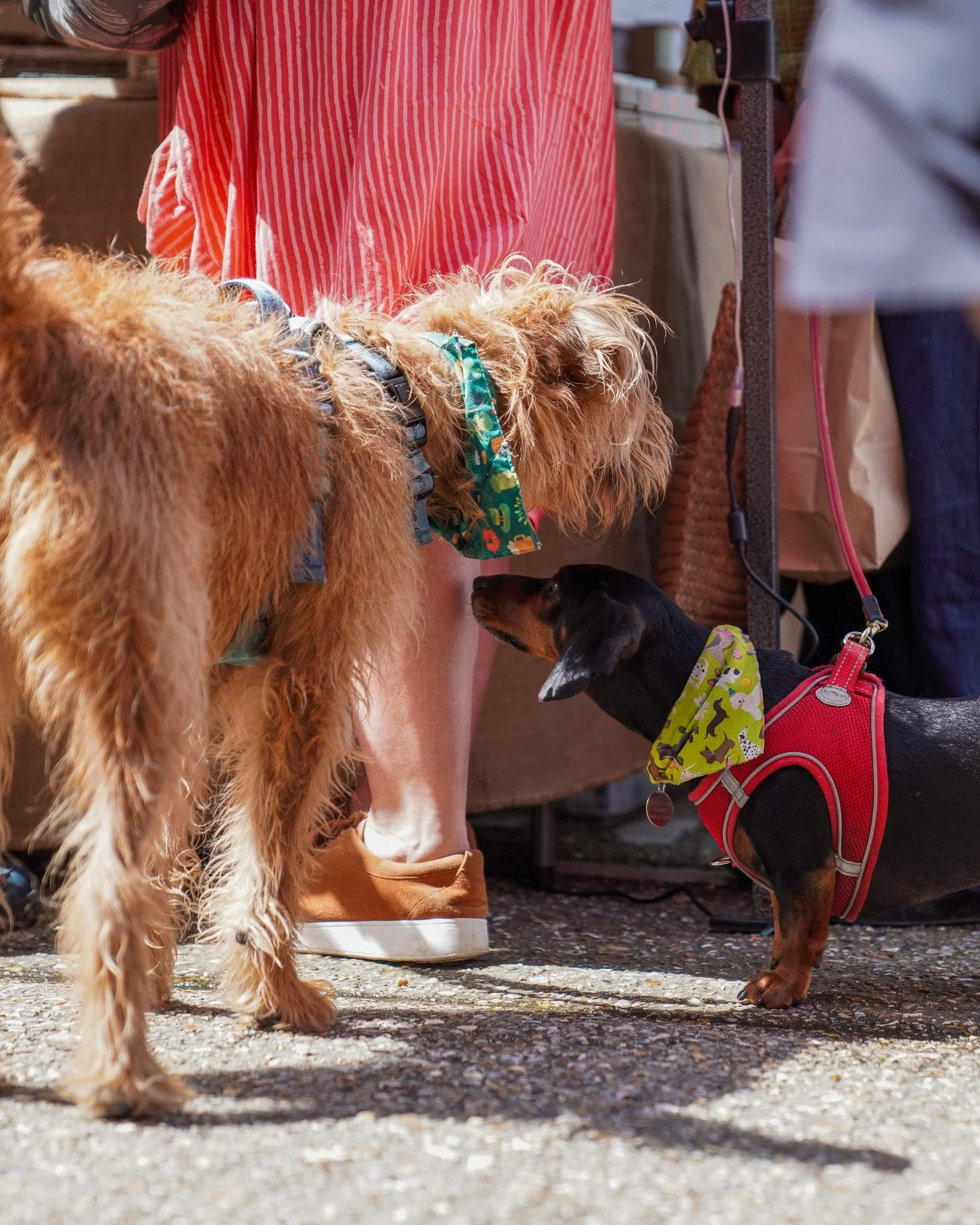THIS TIME TOMORROW

AHHHHHHHHHHHHHH we can&rsquo;t wait to see all of you back again for another year of Holt Sunday Market.

At the time of writing, we&rsquo;ve still got pre-book parking if you&rsquo;re worried about getting parked for the day.

If