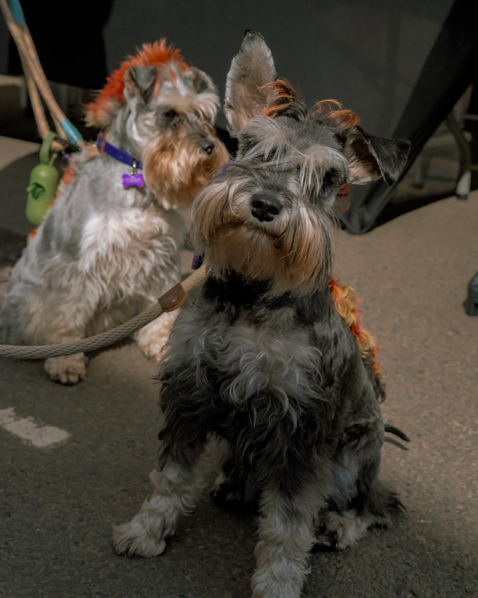 DOGS OF APRIL MARKET

Honestly, in amongst the shopping, strolling, snacking and general market scenes, the dogs absolutely delivered.

Tiny dogs.
Huge dogs.
Serious dogs.
Dogs who looked like they&rsquo;d come for artisan sausage rolls and meant bus