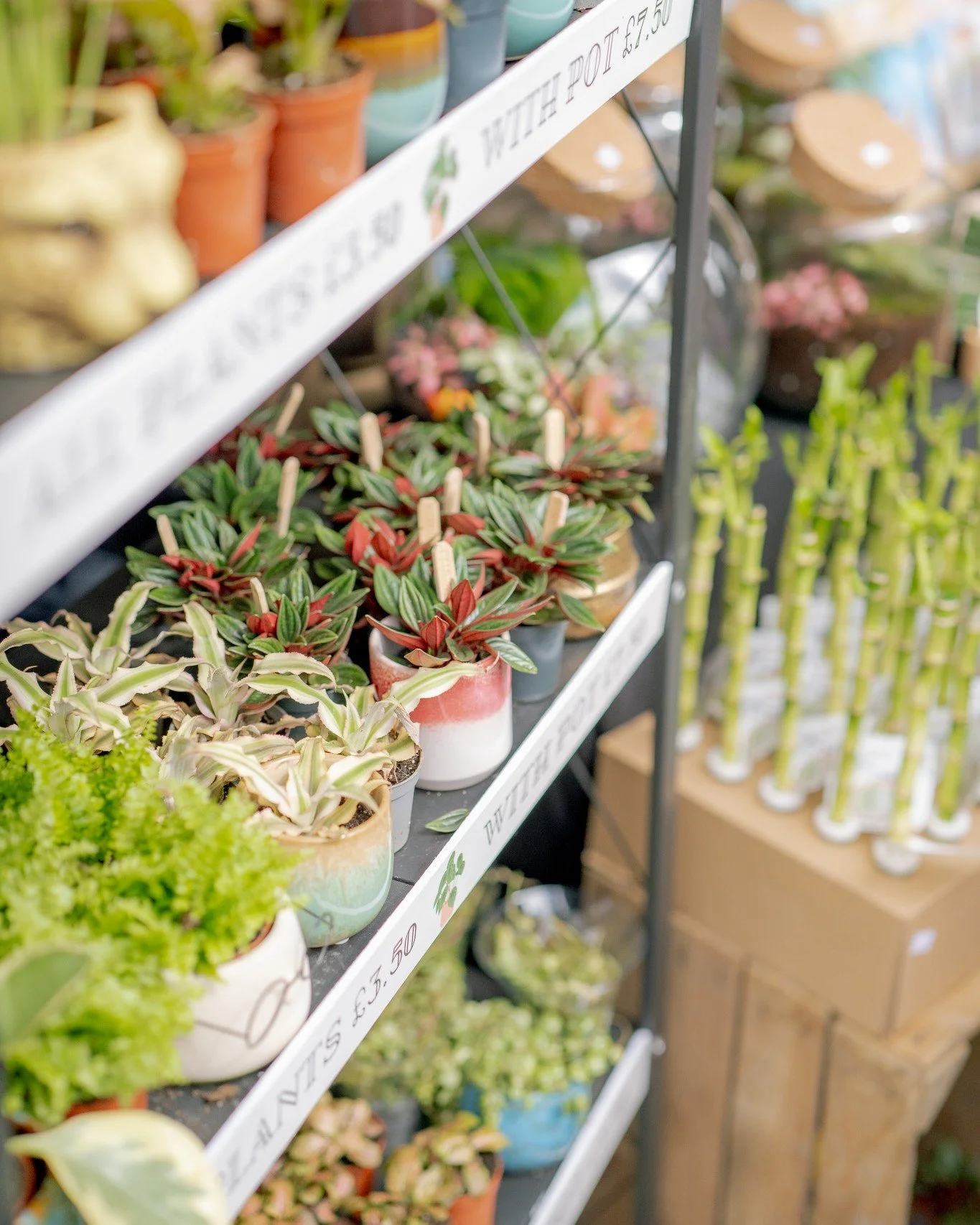 A WHOLE WORLD UNDER GLASS 🌿

We're properly pleased to have had @underglassterrariums join us at our May market.

If you've ever wandered past a terrarium and thought "yes, I would like a tiny lush ecosystem to live on my kitchen windowsill&quo