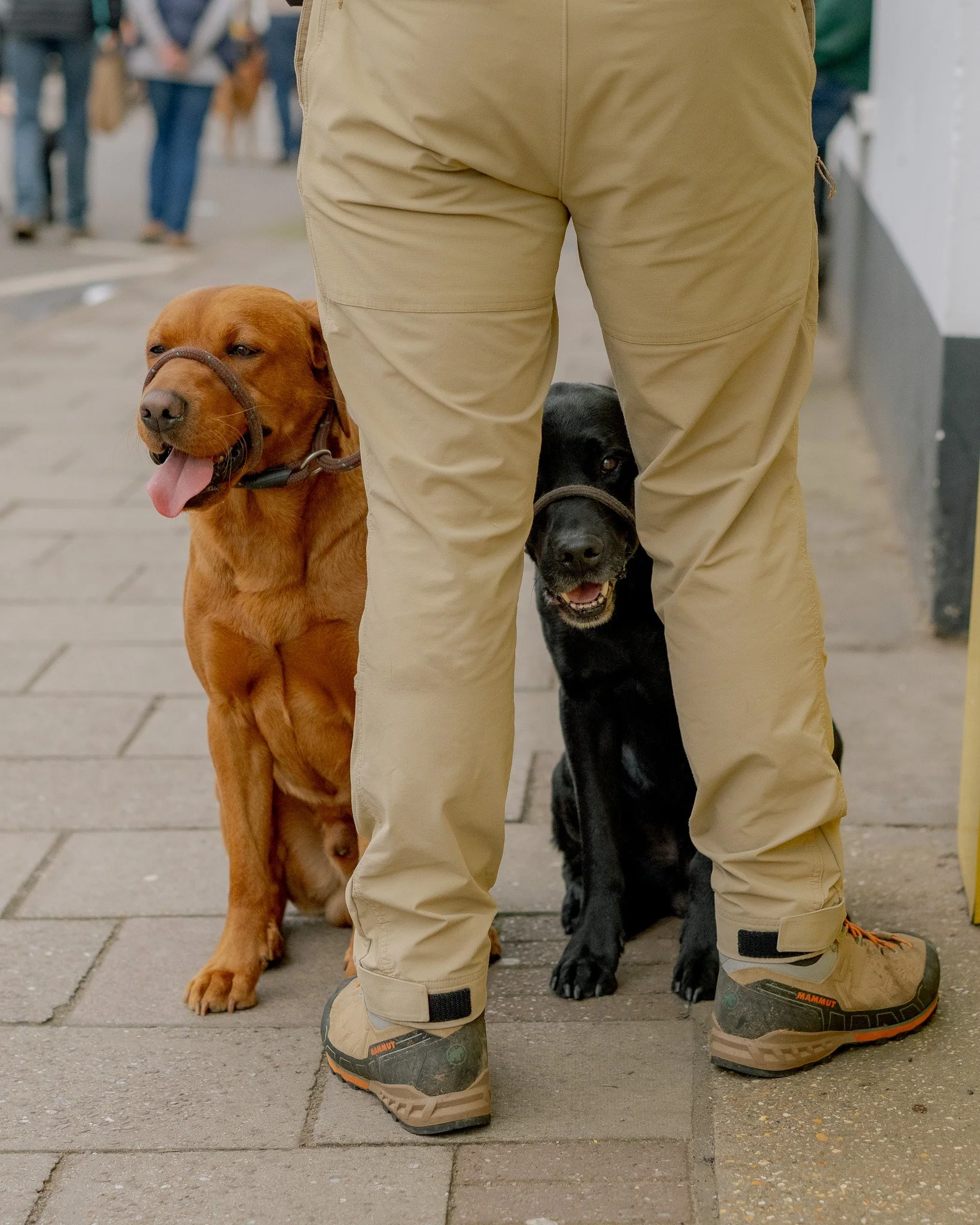DOGS OF THE MARKET (Pt II)
As promised. More dogs.

We genuinely don't know what we did to deserve the consistently excellent standard of canine attendance at Holt Sunday Market, but we're not asking questions. 

Worth saying. If your dog has been fe