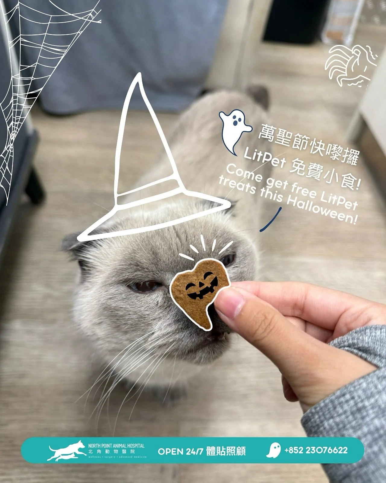 致毛孩們：🎃🐾 這個萬聖節，快帶上您的人類一同來北角動物醫院吧！
我們可愛的團隊已經準備好迎接大家，更與@Litpet_hk為你準備了小小驚喜！👻💙

請記得將有毒零食（如朱古力）及裝飾物收好，避免毛孩誤吞或者接觸。同時，也要確保牠們所穿著的服裝安全及舒適。
只要多一份小心留意，就能為我們最好的朋友帶來更多安全與快樂！💛

📍 地址：香港北角清華街 1 號
📞 電話：+852 2307 6622

This Halloween, bring your hoomans by Nort