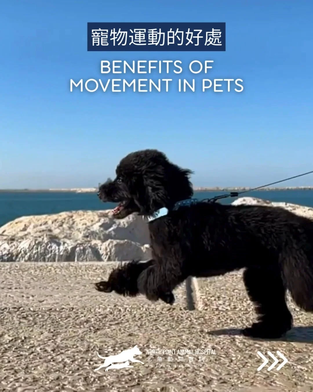 運動就是良藥 🐕🐈

規律活動幫助寵物：
&bull;⁠ ⁠維持關節與肌肉健康
&bull;⁠ ⁠支持心臟健康
&bull;⁠ ⁠預防肥胖
&bull;⁠ ⁠減輕壓力與焦慮

對狗狗而言，每日散步與遊戲都很重要；
對貓咪而言，室內遊戲同樣不可忽視。

每隻毛孩的需求都有所不同 &mdash; 我們樂意提供安全且適合牠們年齡及身體狀況的活動建議。

📞 23076622
📍 北角清華街1號
全年無休，包括公眾假期

Movement is good for your pets 🐕🐈

