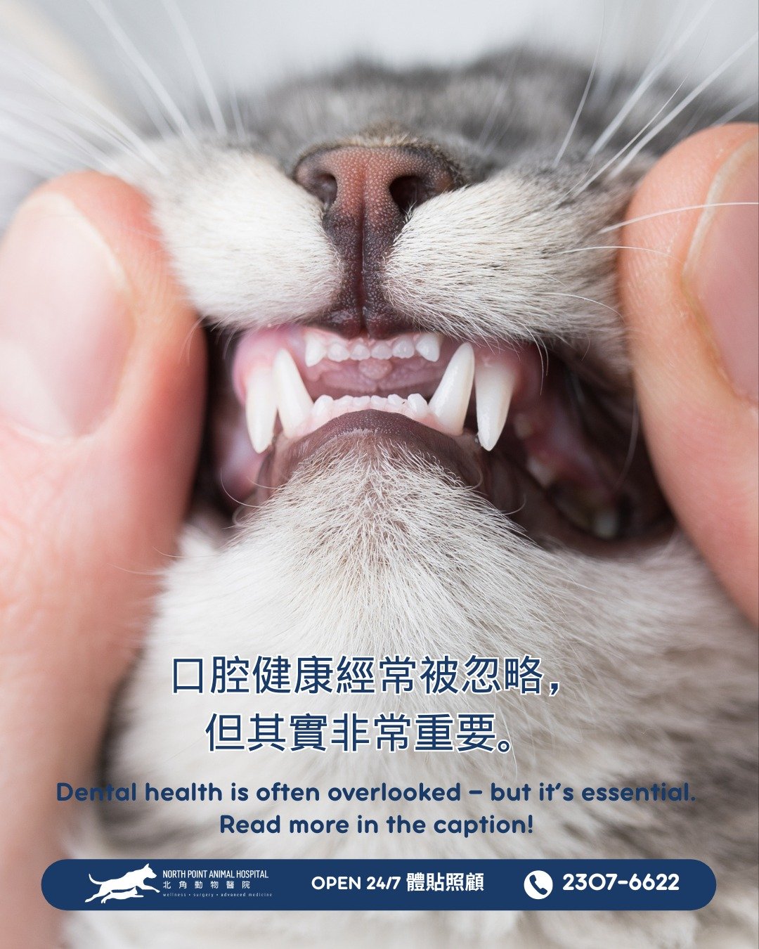 牙齒健康經常被忽略 &mdash; 但其實致關重要 🦷

大多數毛孩應該：
&bull;⁠ ⁠每日或定期在家刷牙
&bull;⁠ ⁠每年接受一次專業牙科檢查
&bull;⁠ ⁠按獸醫建議進行牙齒清潔

牙齒健康不佳可能導致疼痛、牙齒脫落及口腔潰爛可以影響心臟、肝臟和腎臟的感染。

健康的牙齒 = 更健康、更快樂的寵物。

📞 23076622
📍 北角清華街1號
全年無休，包括公眾假期

Dental health is often overlooked &mdash; but it&rs