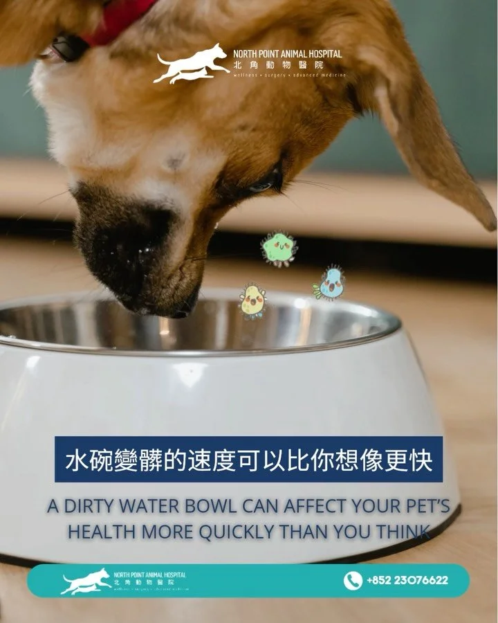 💧 載水容器變髒的速度可以比你想像更快。研究顯示，大腸桿菌及沙門氏菌等細菌可在靜置的水中數小時內大量繁殖。即使看起來乾淨，碗內那層滑滑的薄膜其實是「生物膜」（biofilm），可能增加腸胃不適及感染風險。

保持水碗清潔建議：
最佳材質： 建議使用陶瓷或不鏽鋼水碗，因為它們表面較不易滋生細菌。
避免塑膠碗： 容易刮花，藏污納垢。
每日習慣： 至少每天換水一次，並用熱水及溫和清潔劑徹底清洗。
飲水機： 每週至少清潔 2&ndash;3 次，包括水箱、水泵、濾網及出水口。

良好及衛生的水源能有效