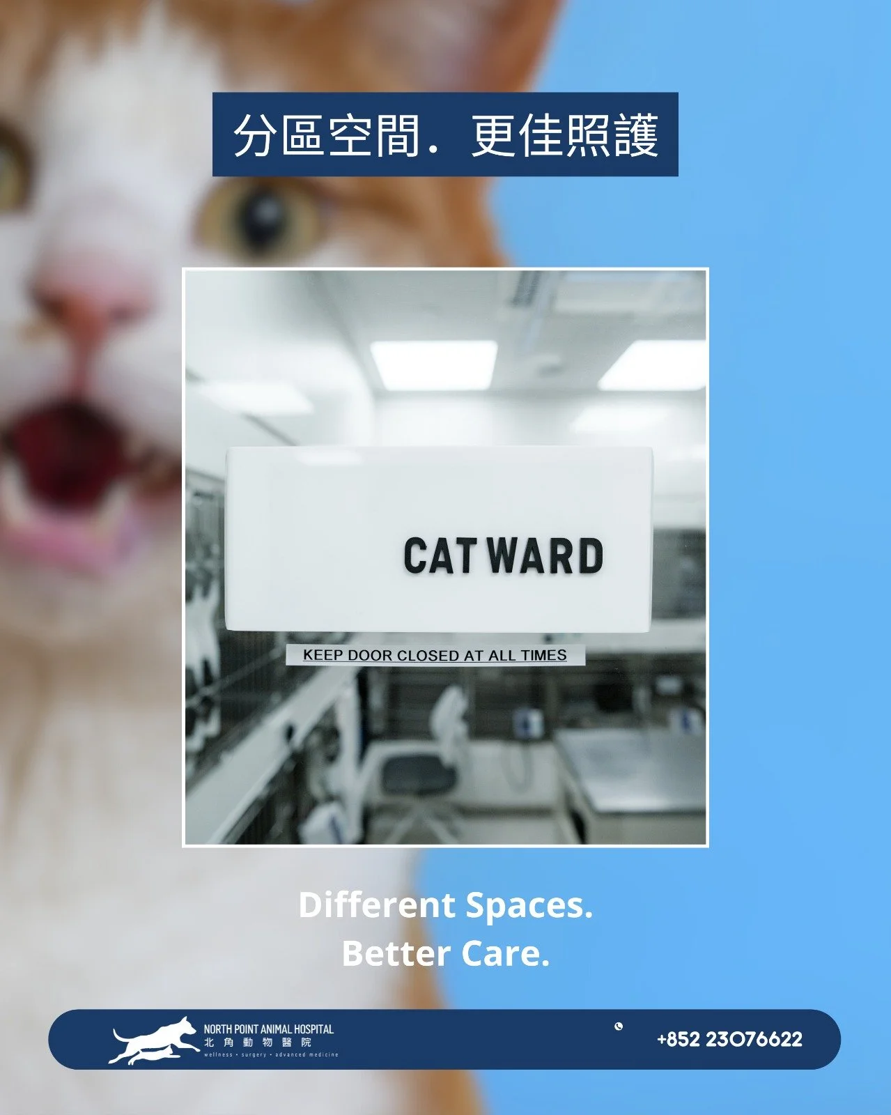 🐾 為什麼我們為狗狗和貓咪設置分開的住院區？

狗狗和貓咪對環境的感受非常不同。對許多貓咪來說，狗的氣味、聲音或視覺接觸都可能造成壓力，而壓力會影響牠們的食慾、休息和康復。
設置獨立的狗狗與貓咪病房，能幫助減少噪音、氣味和不必要的刺激，讓住院的毛孩在更安靜、更放鬆的環境中休息與恢復。

在北角動物醫院，我們相信細節能帶來真正的差別。為毛孩打造更低壓、更安心的住院環境，是我們照護的重要一環。 🐾

 📍 地址：香港北角清華街 1 號
📞 電話：+852 2307 6622

🐾 Why 