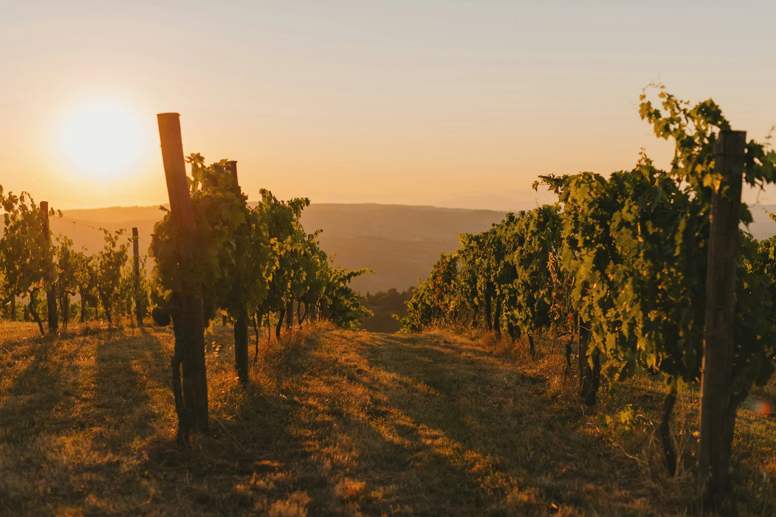 Vineyard rows at sunset with the sun low on the horizon and rolling hills in the background.