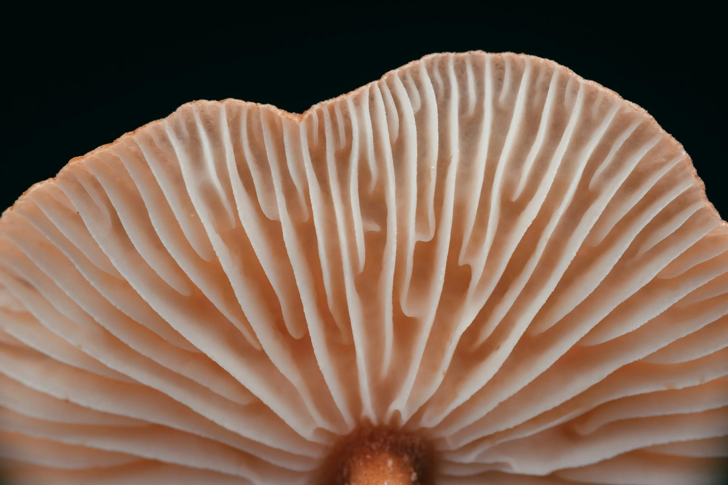 Close-up of the gills inside a mushroom cap