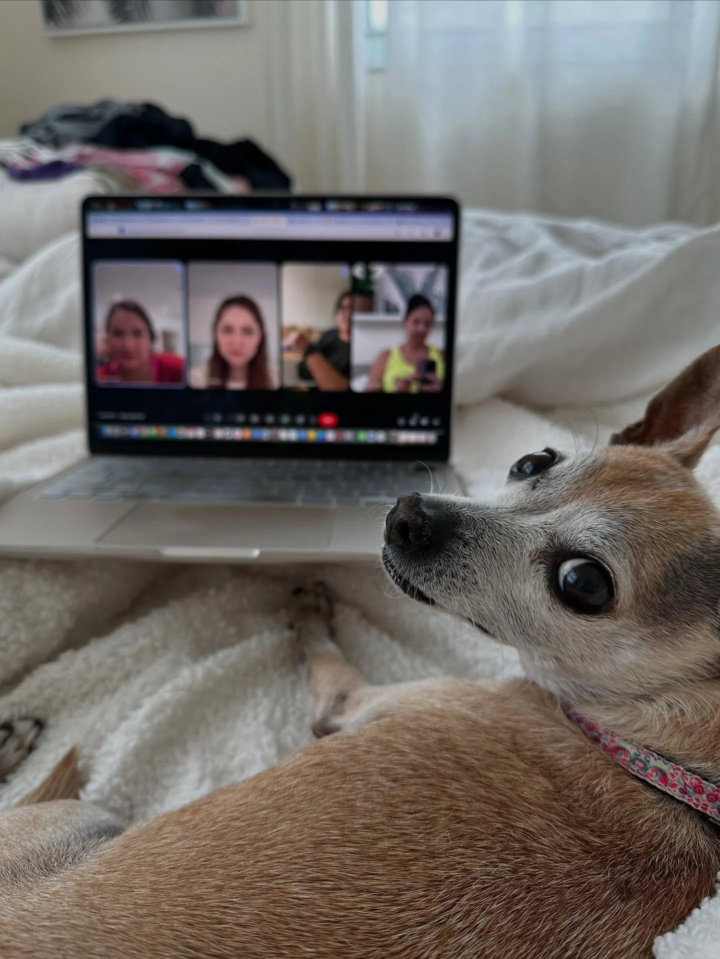 @bridathechihuahua trying to get in on virtual writing &hellip;