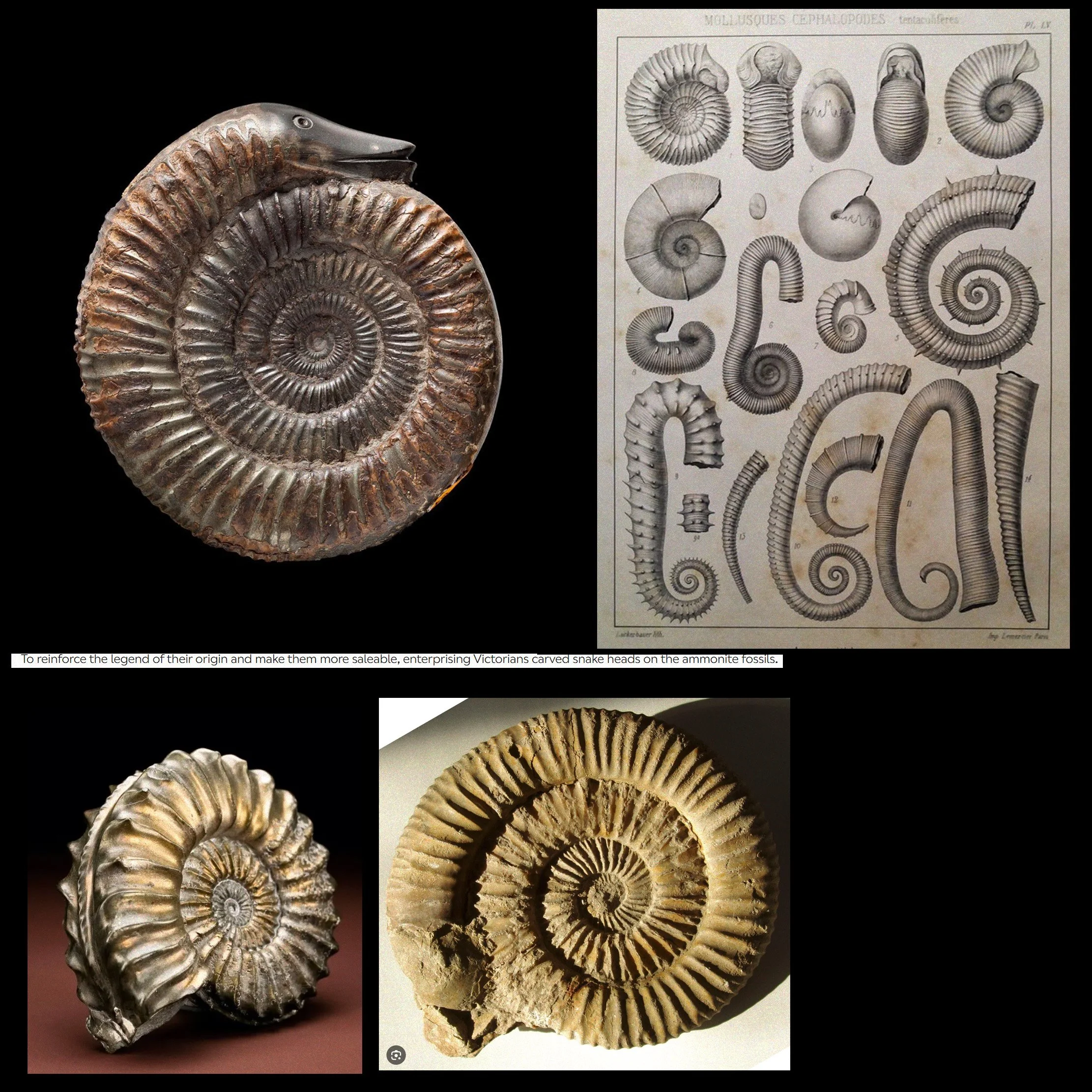 ammonitefacts-2-photos.jpg