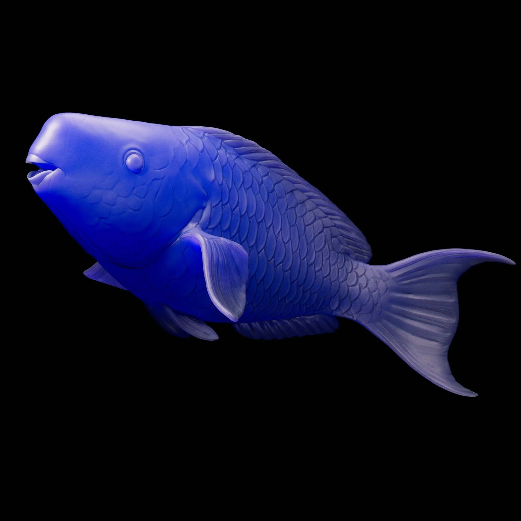 Blue Parrotfish
(Scarus coeruleus)