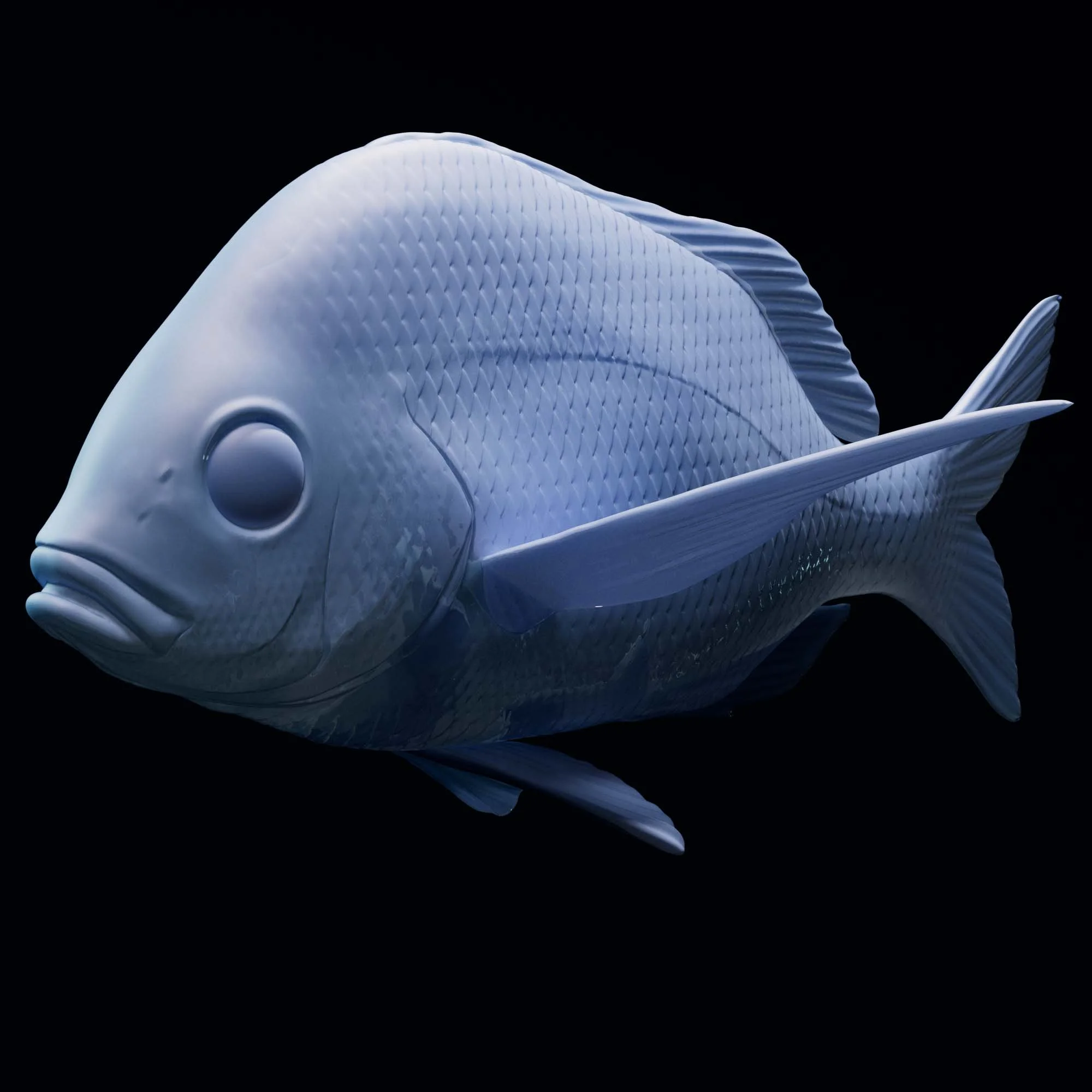 Porkfish
(Anisotremus virginicus)