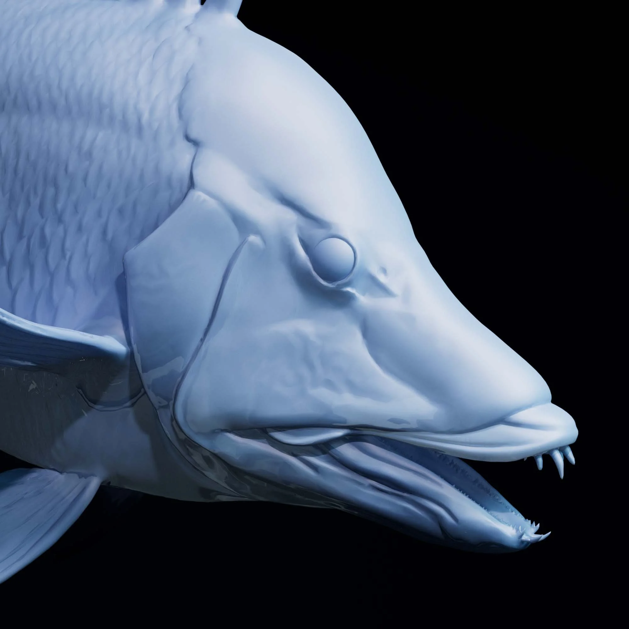 Hogfish
(Lachnolaimus maximus)