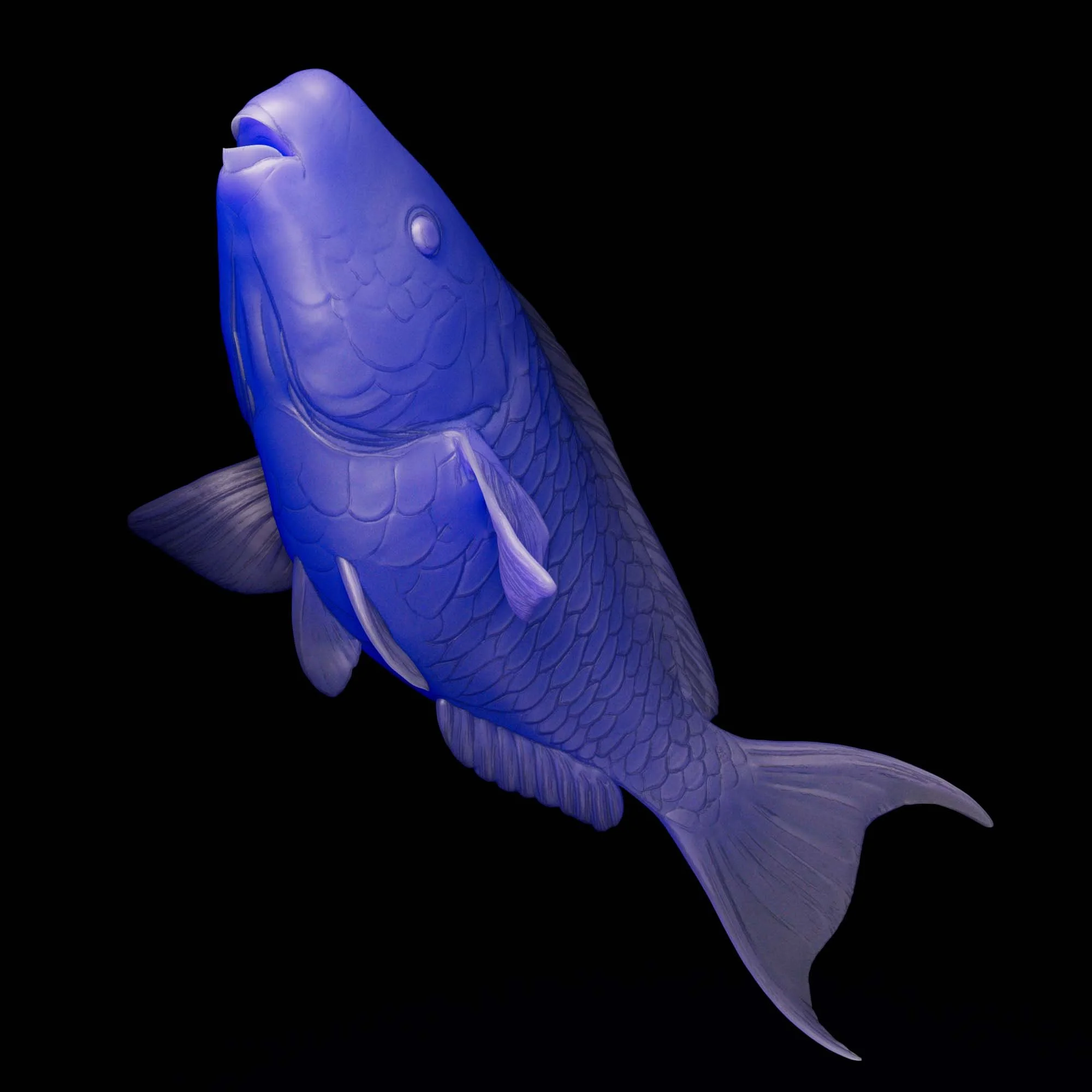 Blue Parrotfish
(Scarus coeruleus)