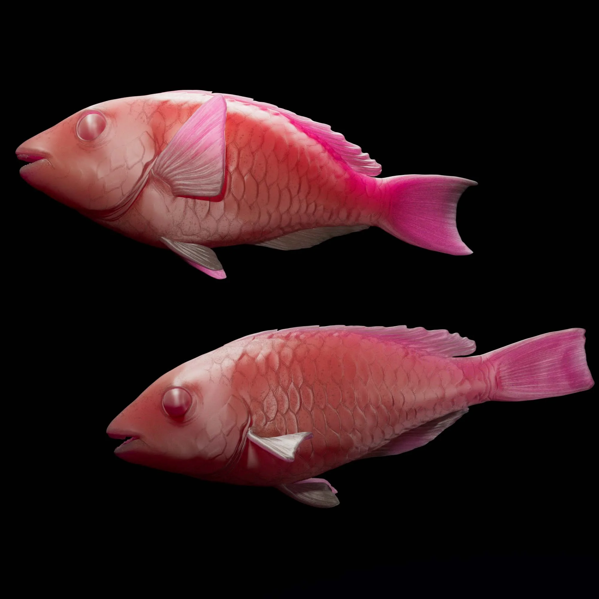 Redband Parrotfish
(Sparisoma aurofrenatum)