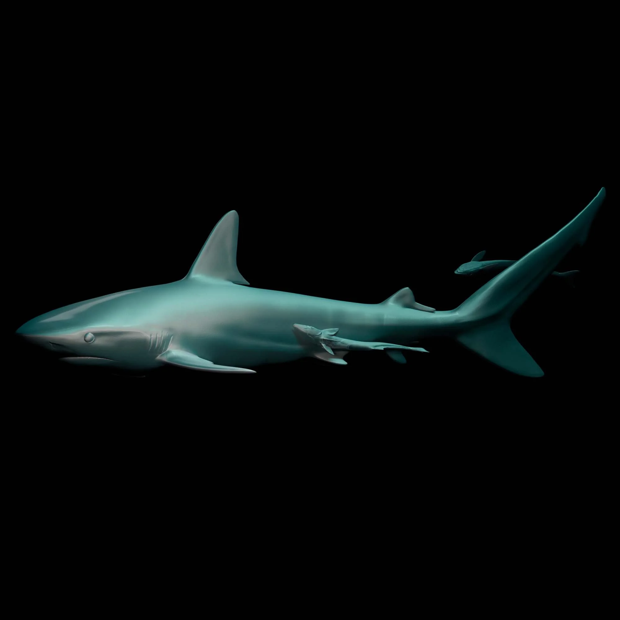 Caribbean Reef Shark
(Carcharhinus perezii)