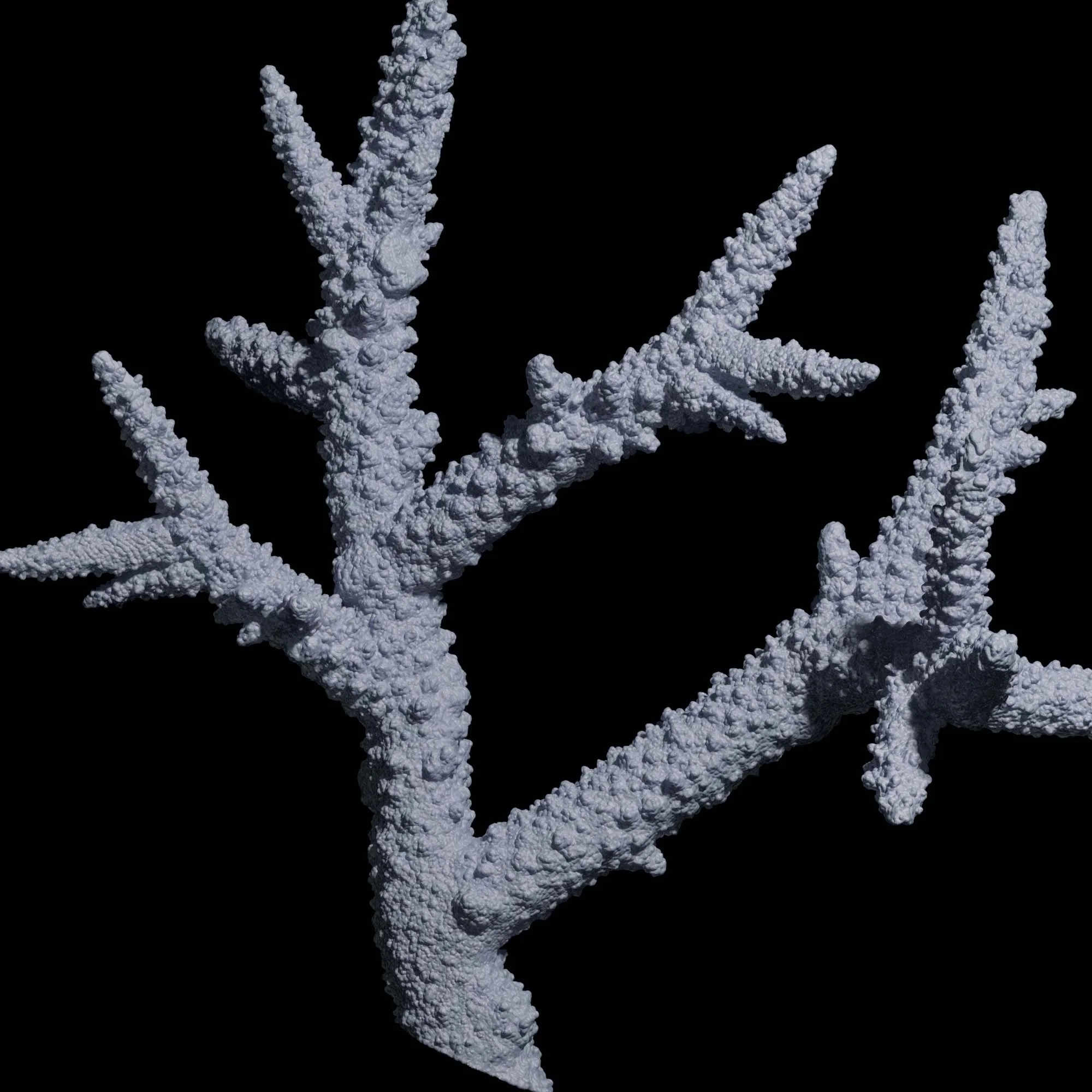 Staghorn Coral
