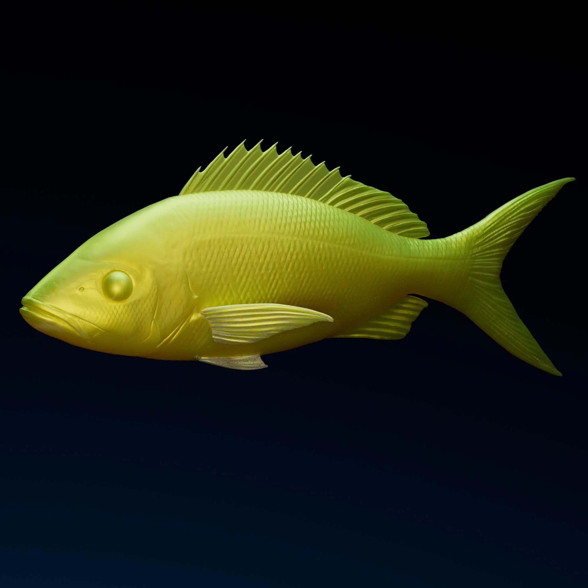Yellowtail Snapper
(Ocyurus chrysurus)