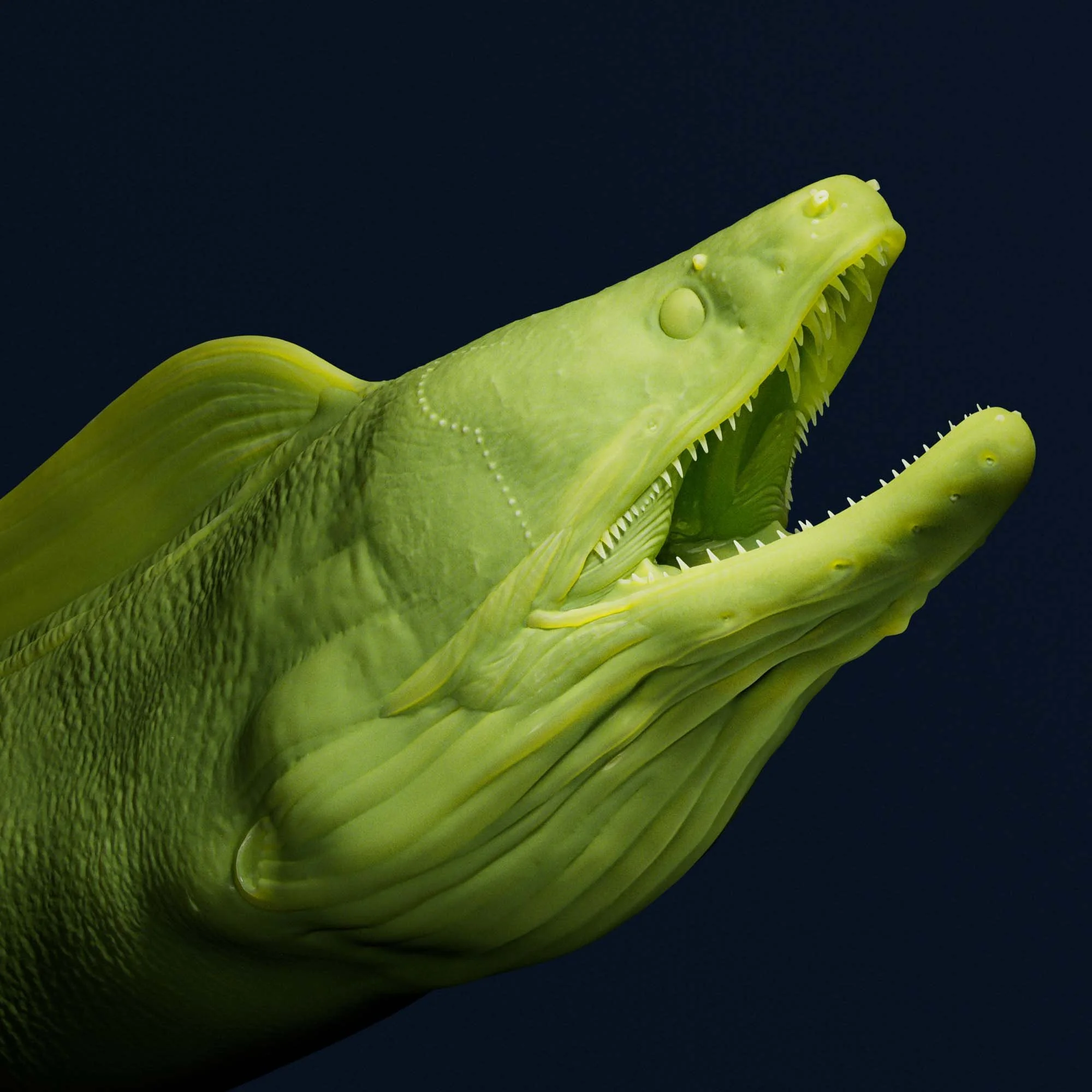 Green Moray Eel
(Gymnothorax funebris)