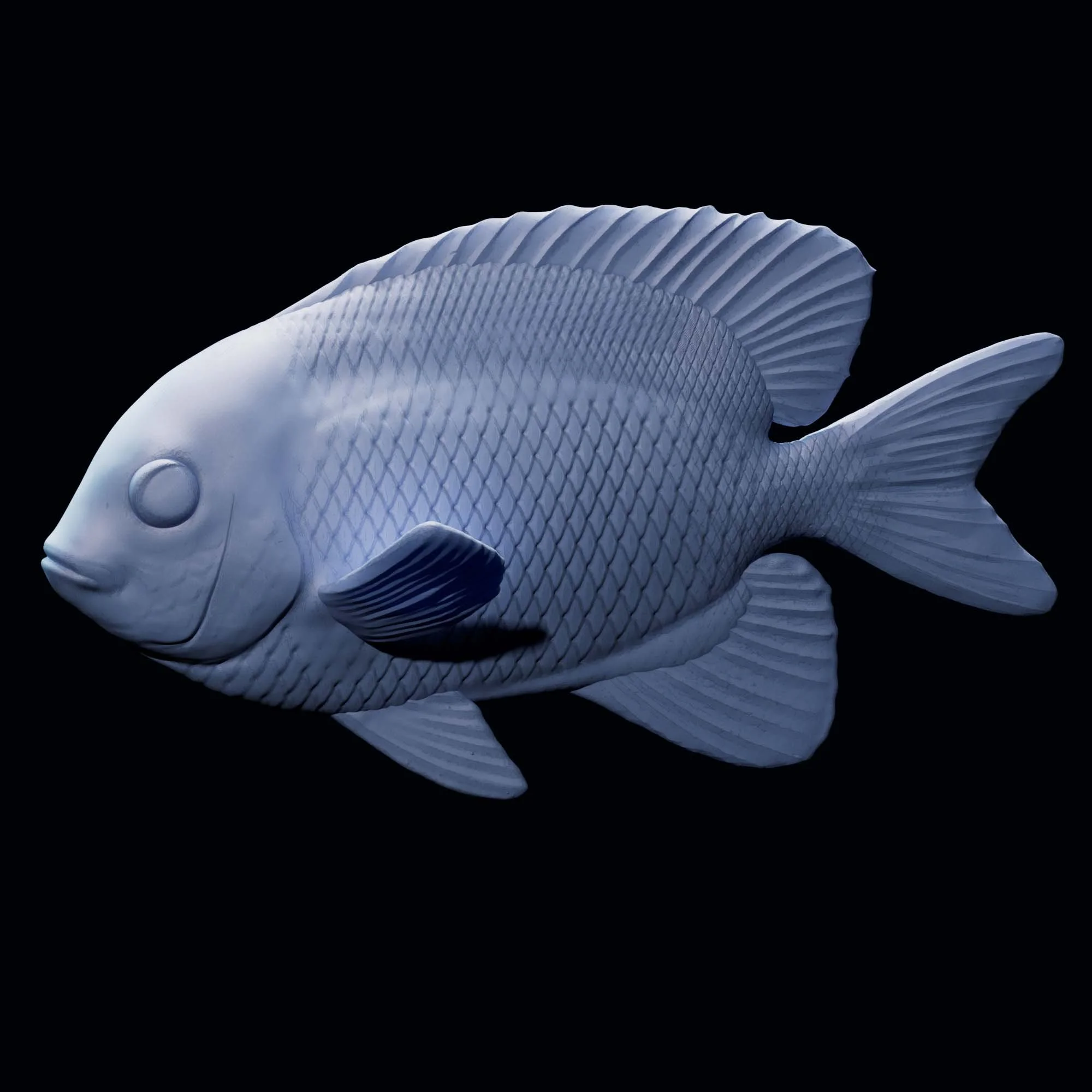 Yellowtail DamselfishMi (crospathodon chrysurus)