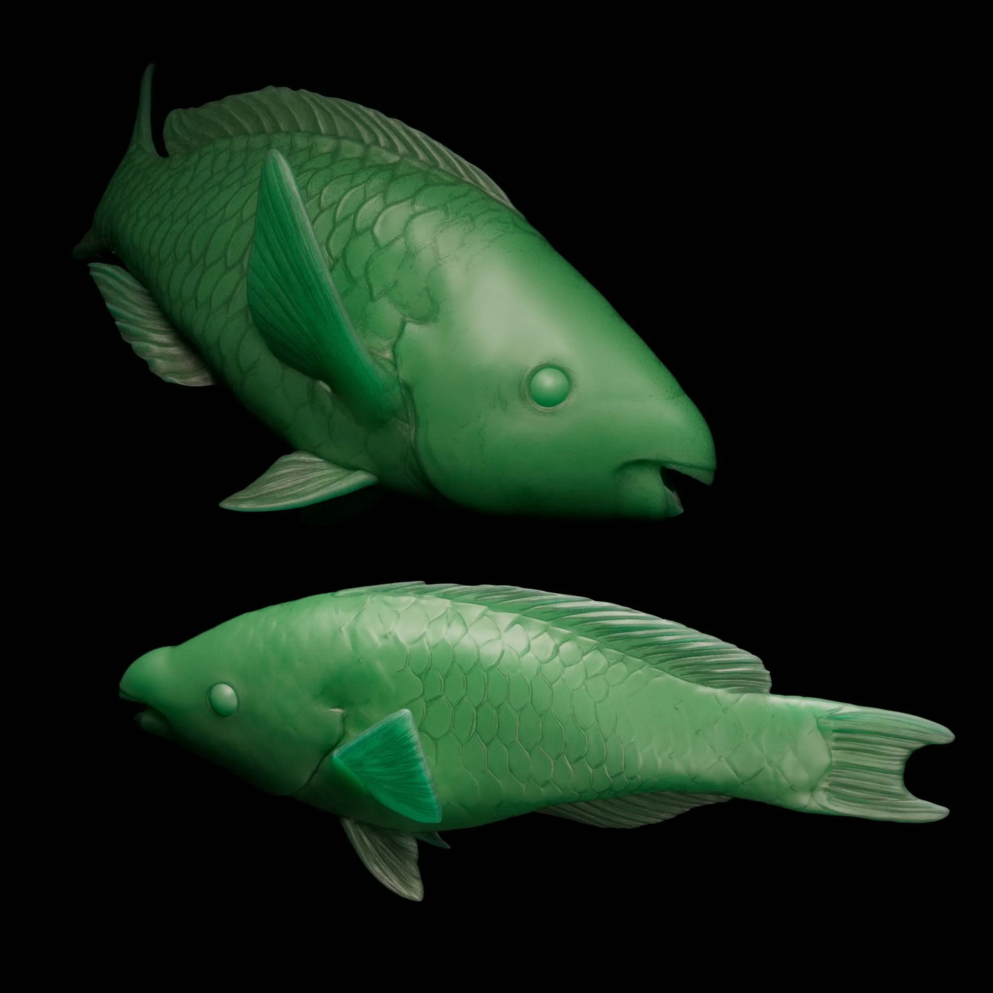 Queen Parrotfish, terminal and initial phase
(Scarus vetula)