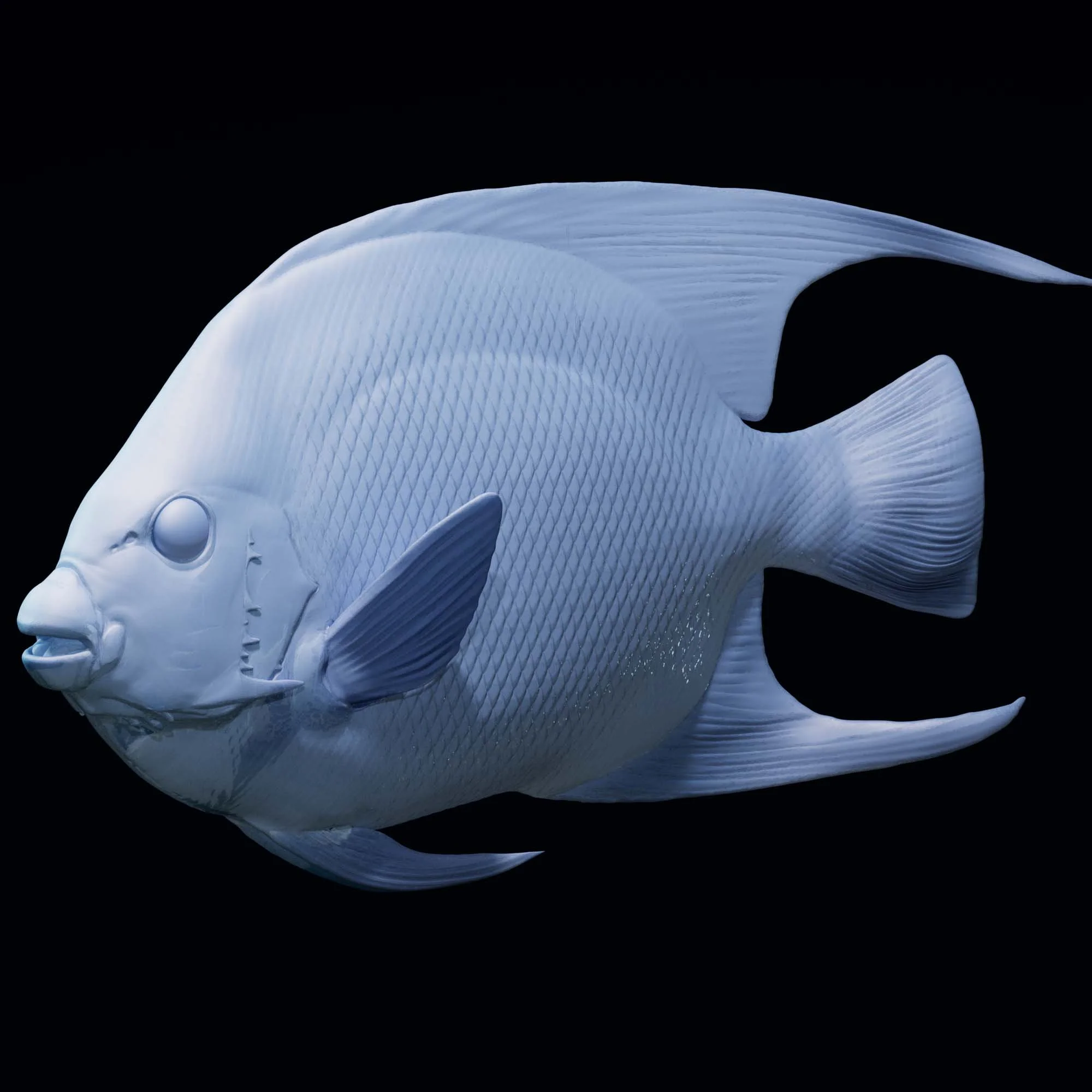 Queen Angelfish
(Holacanthus ciliaris)