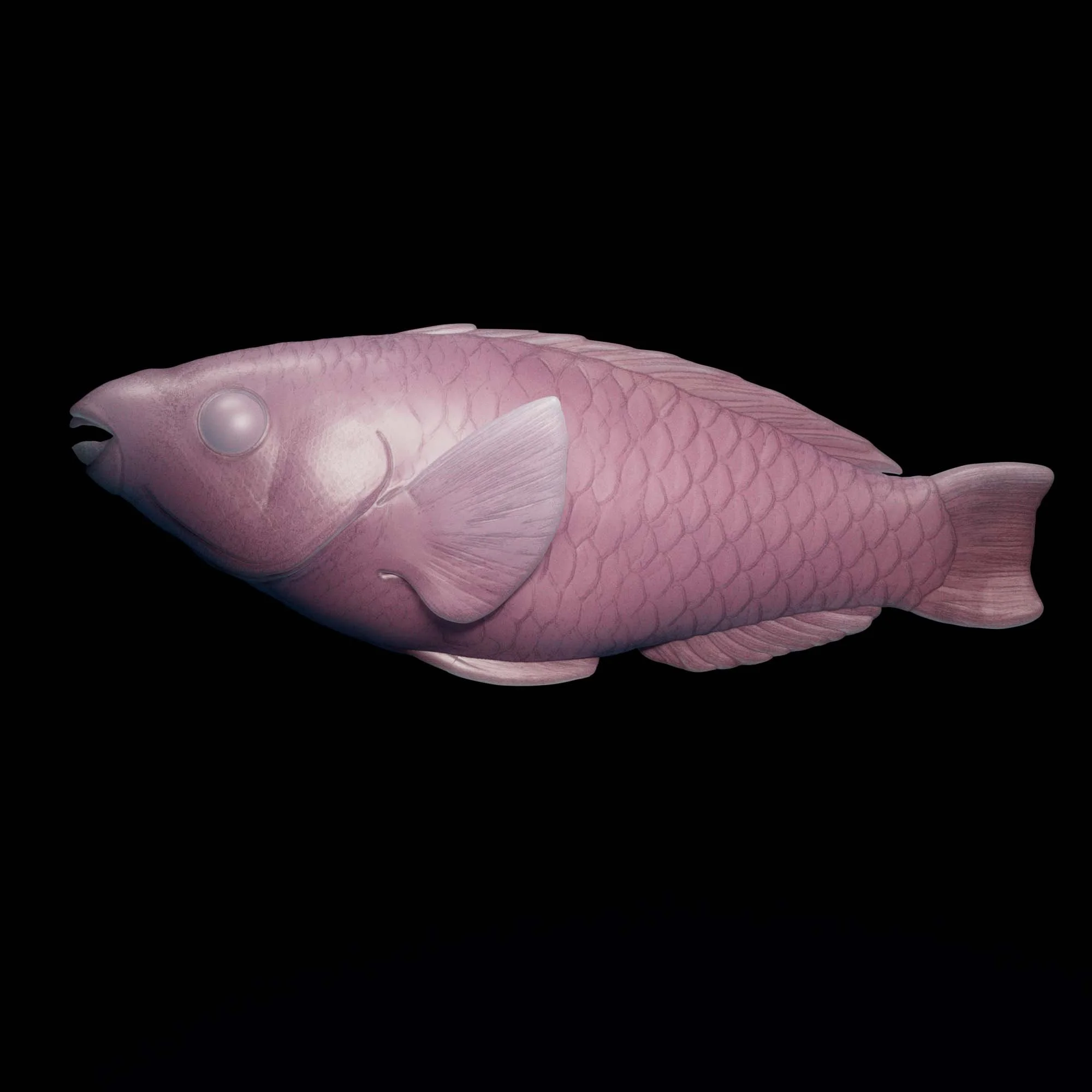 Princess Parrotfish tactile model
(Scarus taeniopterus)