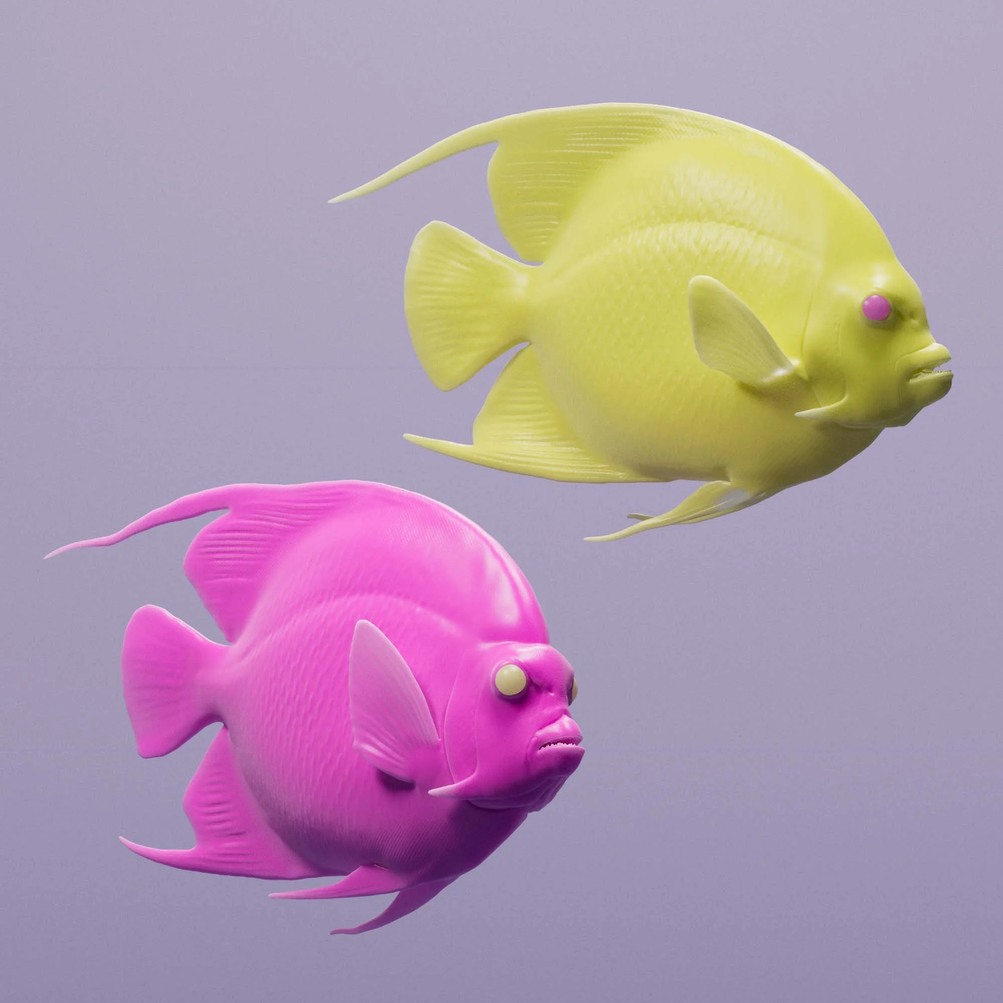 French Angelfish
(Pomacanthus paru) and Gray Angelfish (Pomacanthus arcuatus)