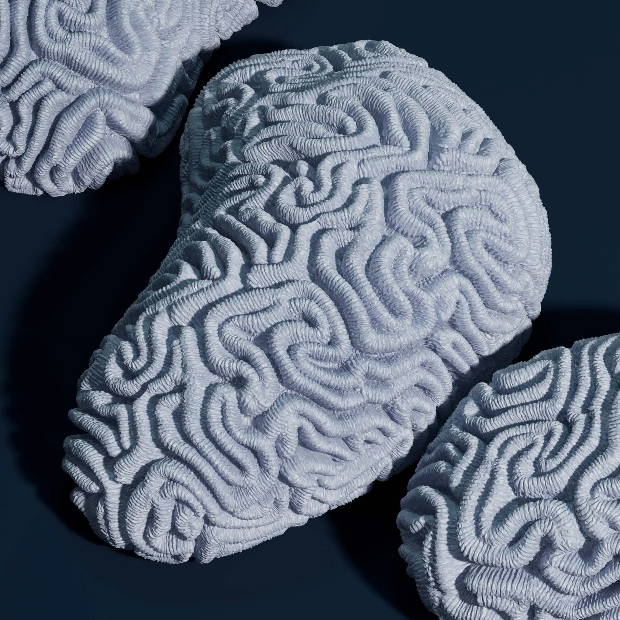 Brain coral