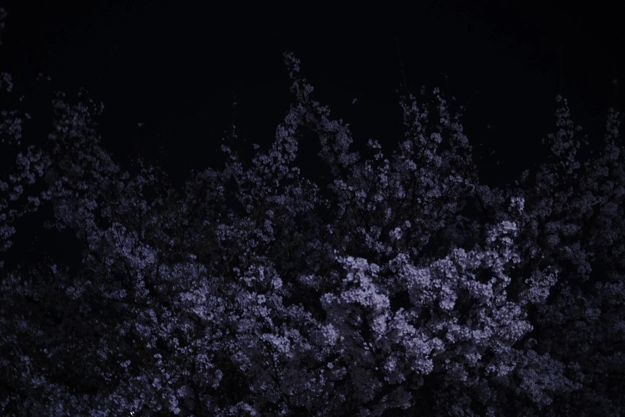 The Brightline Project