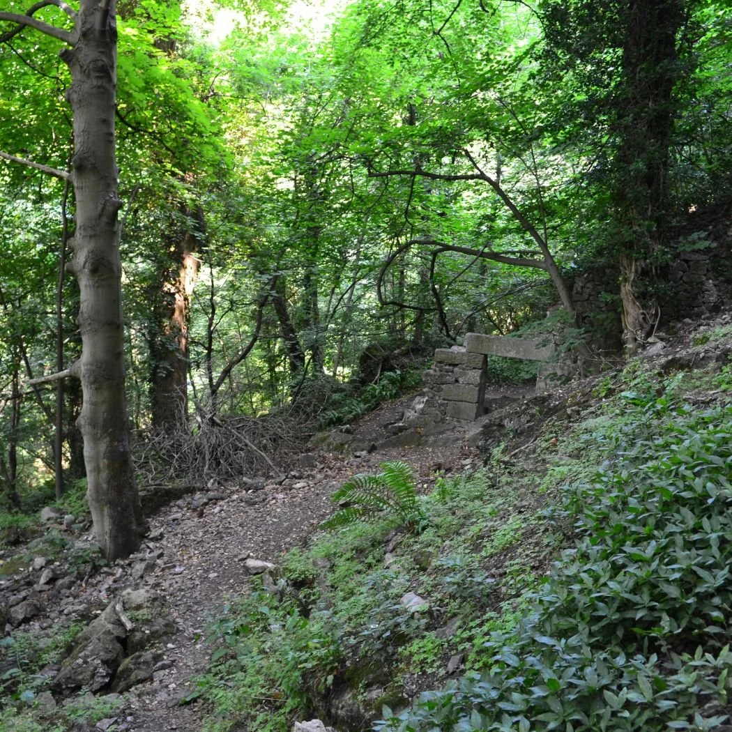 wooded area in upstate NY with high land slope