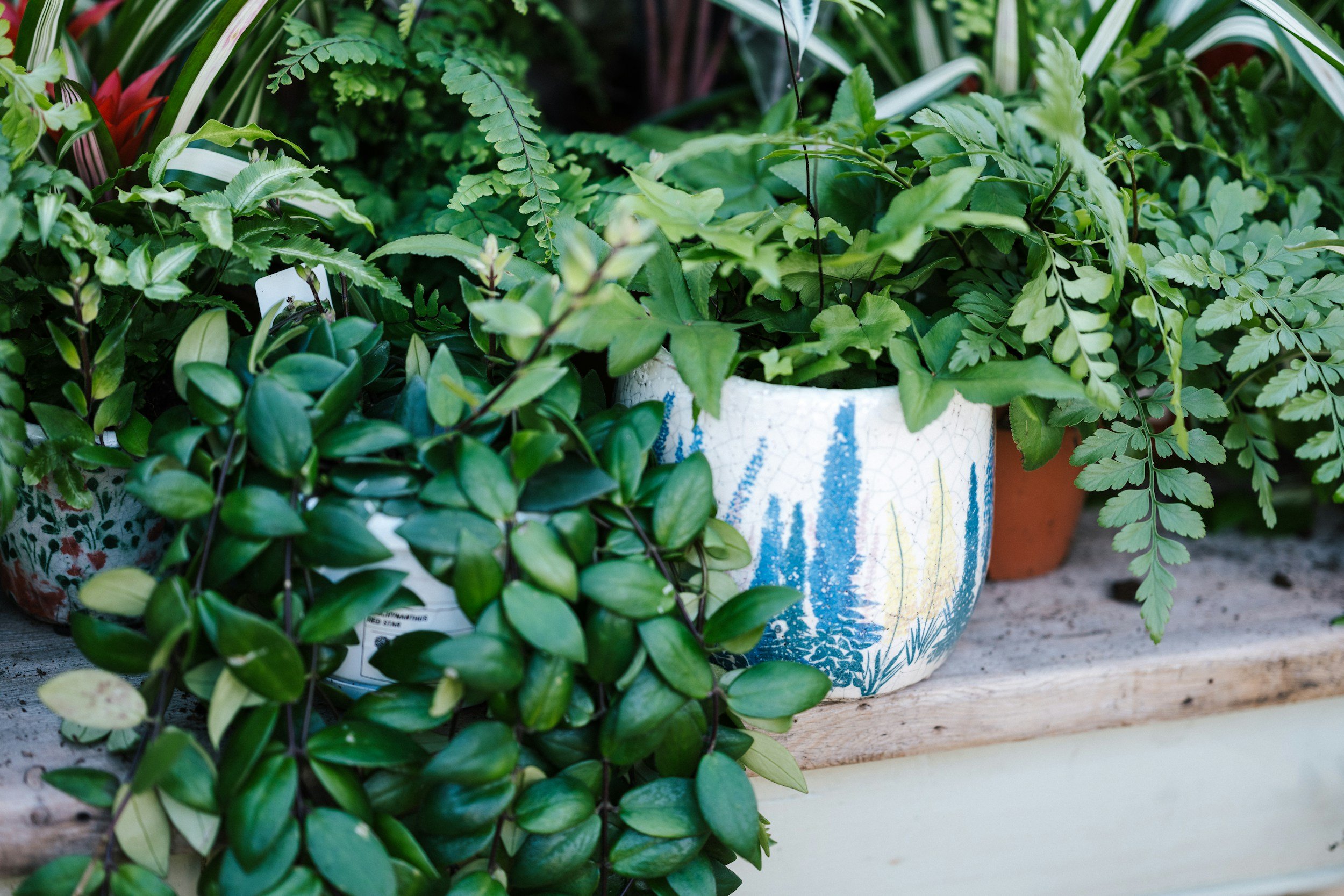 Assorted green potted plants on a wooden surface, with one pot featuring a blue and white forest design.