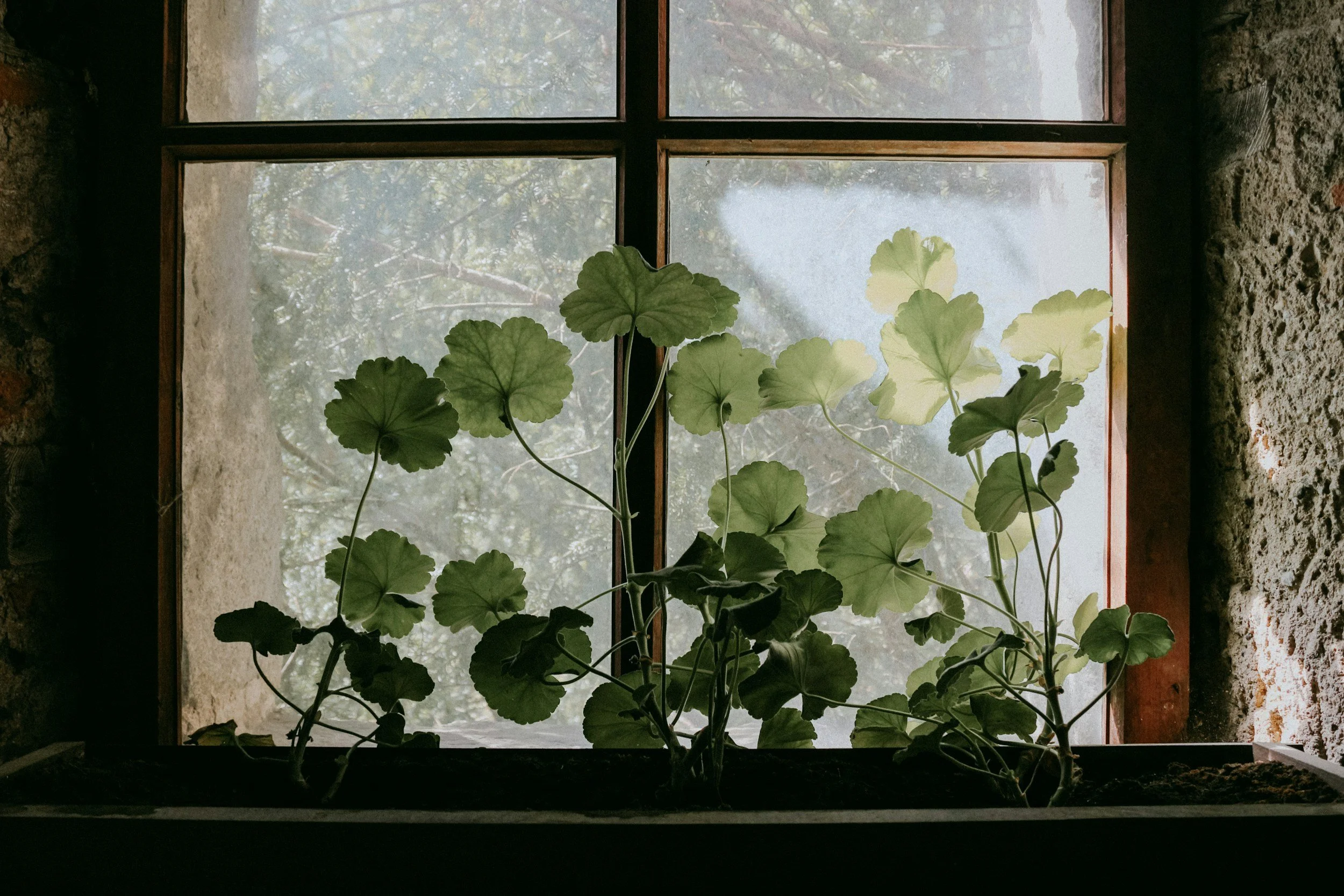 An indoor room with a window showing a cloudy outdoor scene, filled with various potted green plants on the window sill, floor, and shelves, with sunlight streaming in.