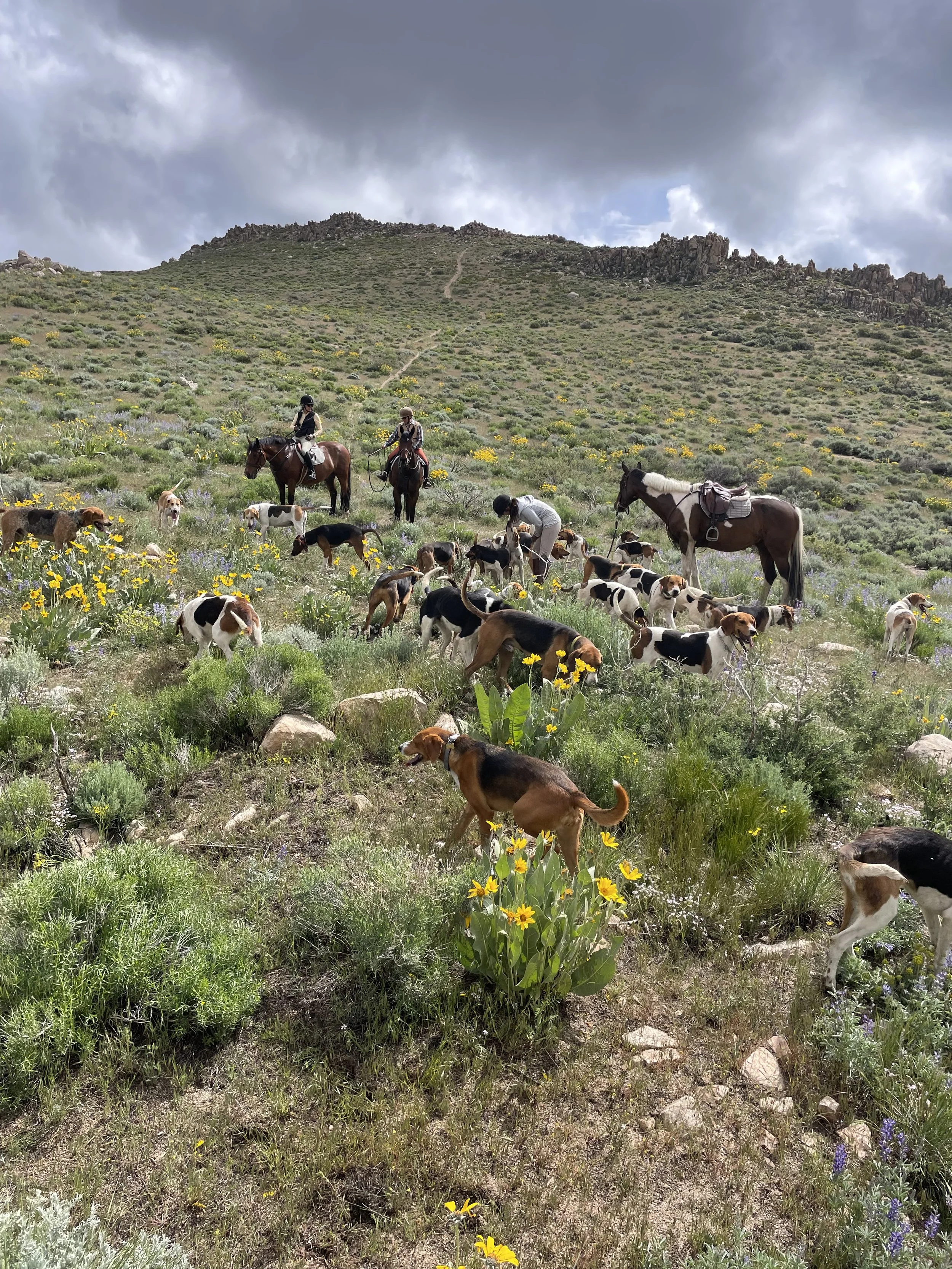 Hounds Will Meet
