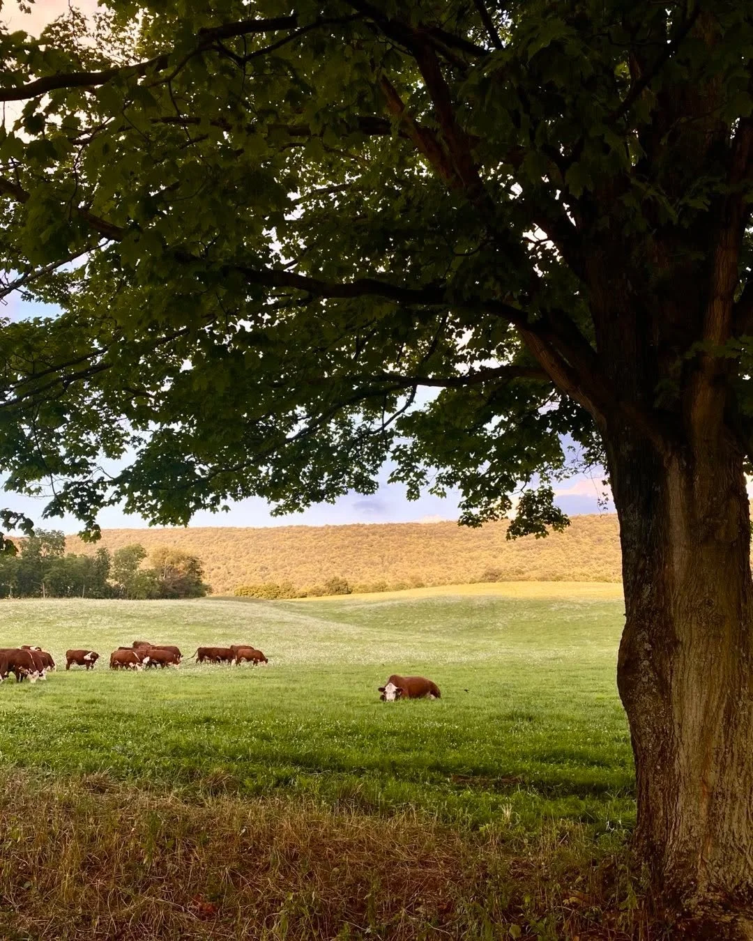 &ldquo;My grandfather won our farm in a poker match,&rdquo; an old friend shared with me when we were catching up recently. 

&ldquo;It was more than 120 acres, and I&rsquo;m the 3rd generation on it! My kid moved into the family home, and we built o