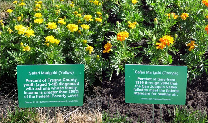 statisticgarden_marigolds_730.jpg