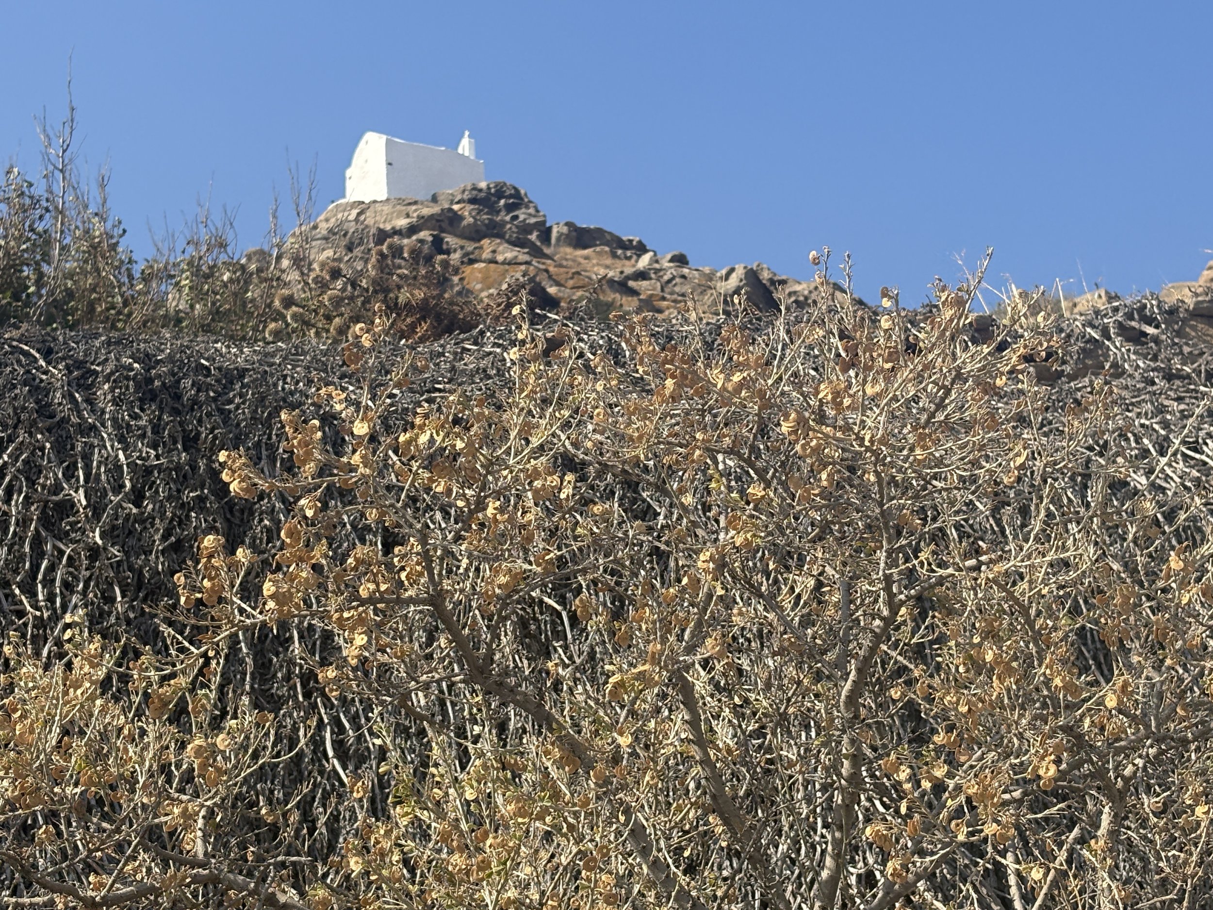 IMG_7869.JPG