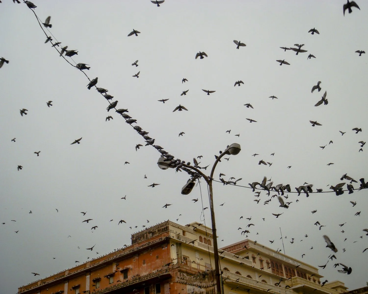 "Birds" - contemporary street photography taken in Jaipur, India by Annah Kim Nelson-Feeney. Limited edition print