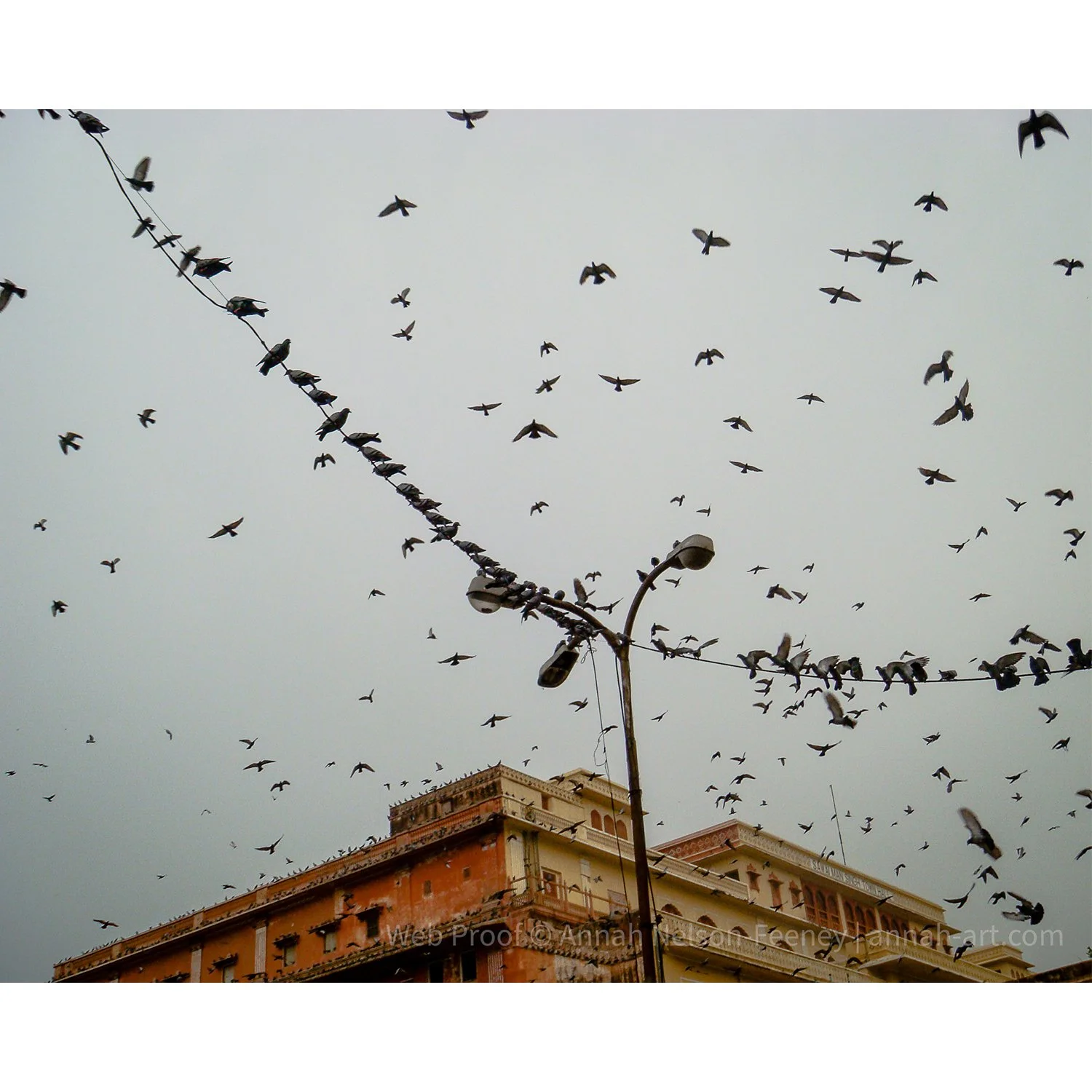 birds-india-street-photography-limited-edition-print-annah-kim-nelson-feeney.jpg