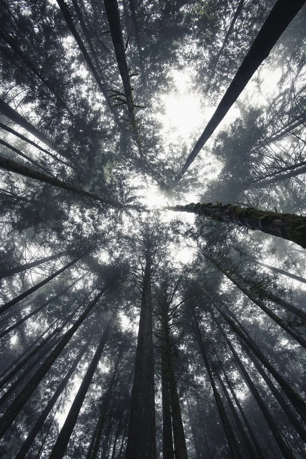 "Mist" — atmospheric fine art landscape photograph by Annah Kim Nelson-Feeney