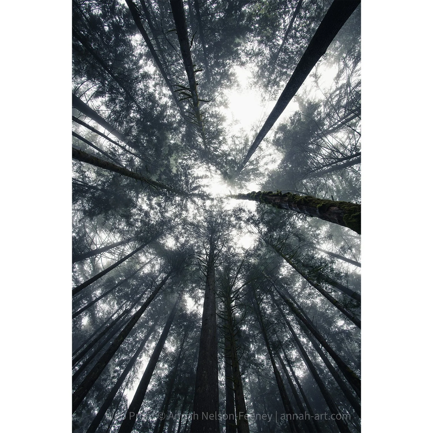 mist-pacific-northwest-forest-fine-art-limited-edition-print-annah-kim-nelson-feeney.jpg