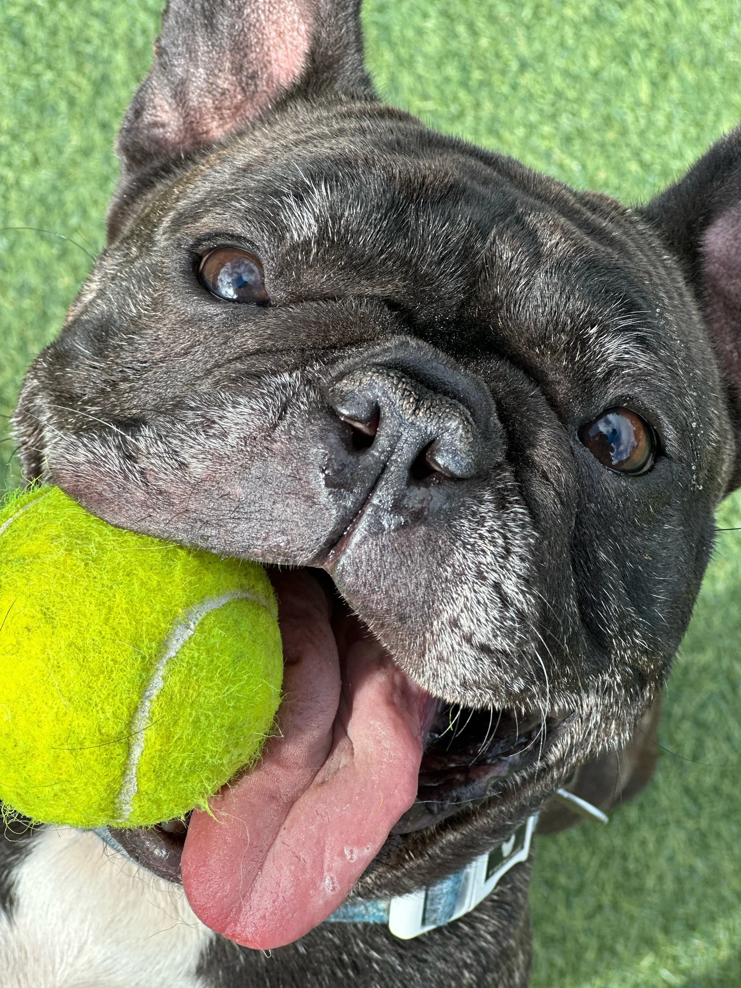 FUReverFUN Dog Care Services